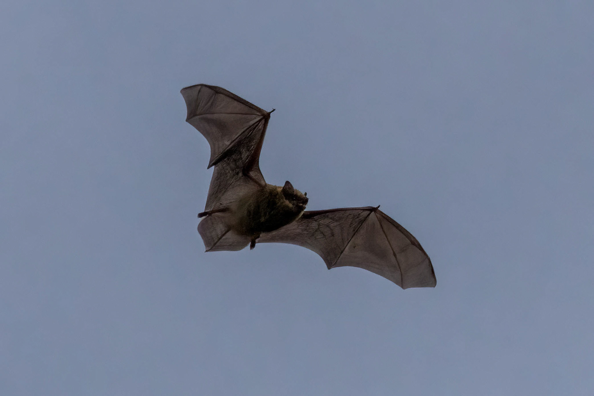Bat in Daylight