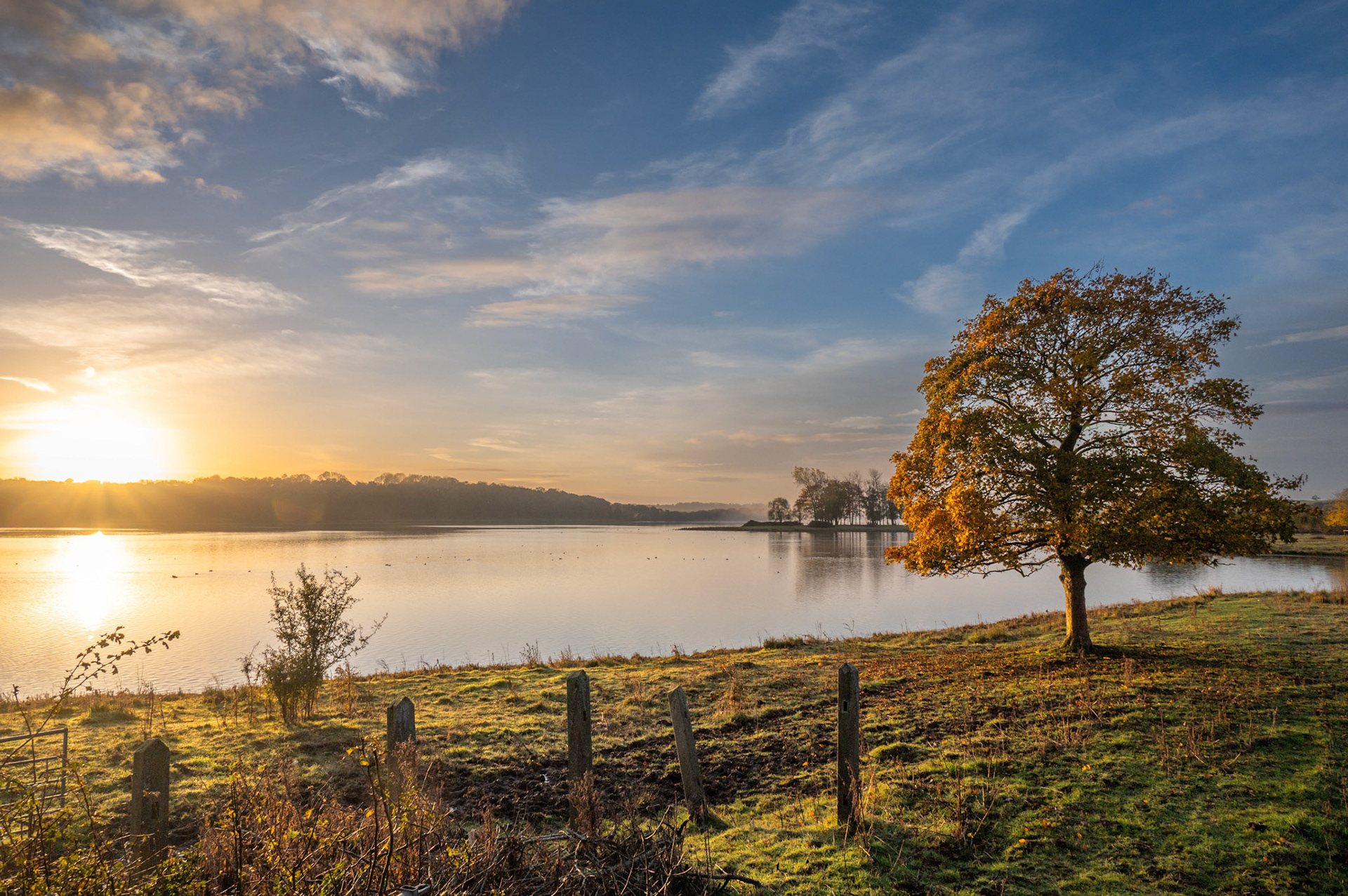 Golden Tree eyebrook  October 2021