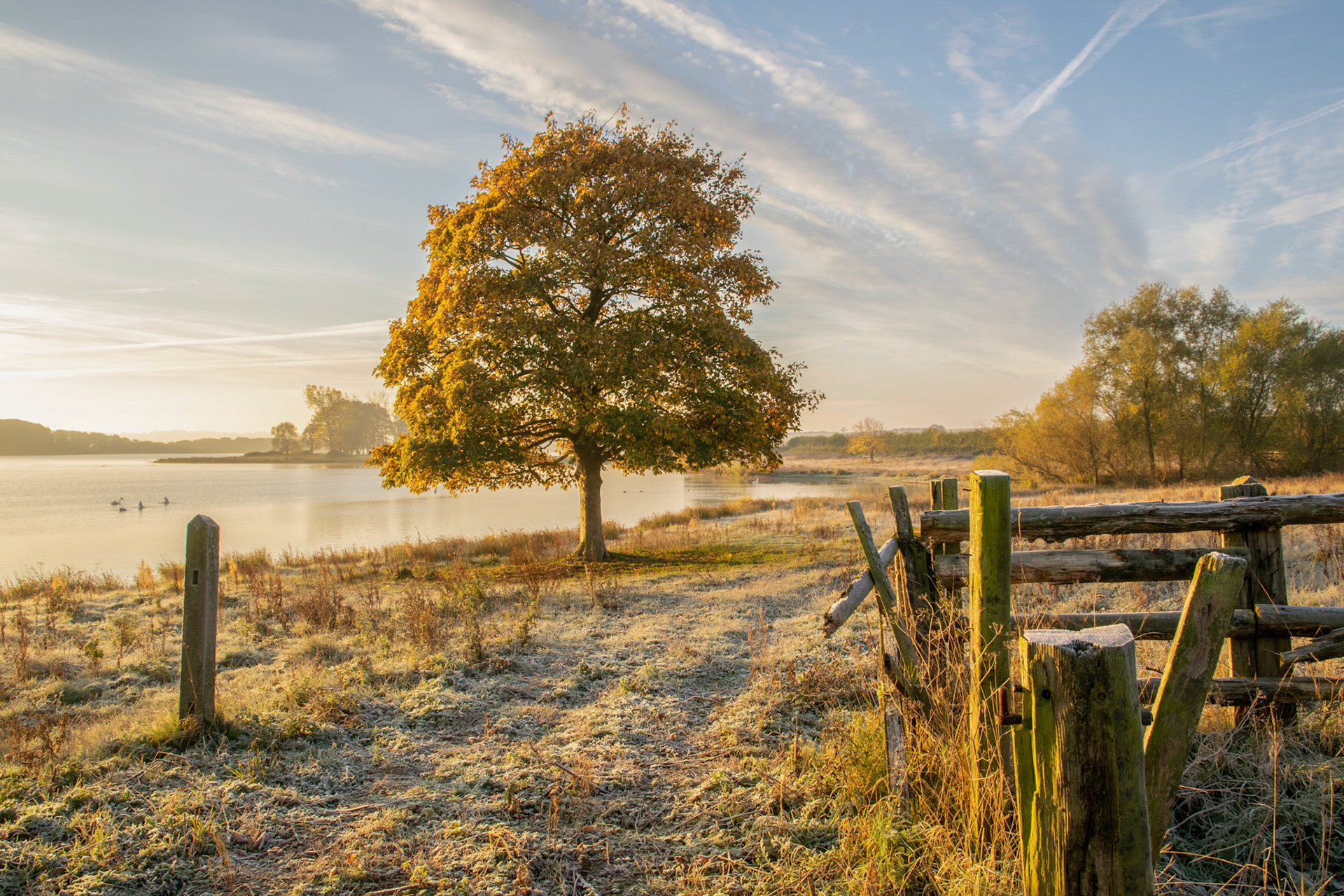 Golden Tree Ayebrook reservoir November 2021