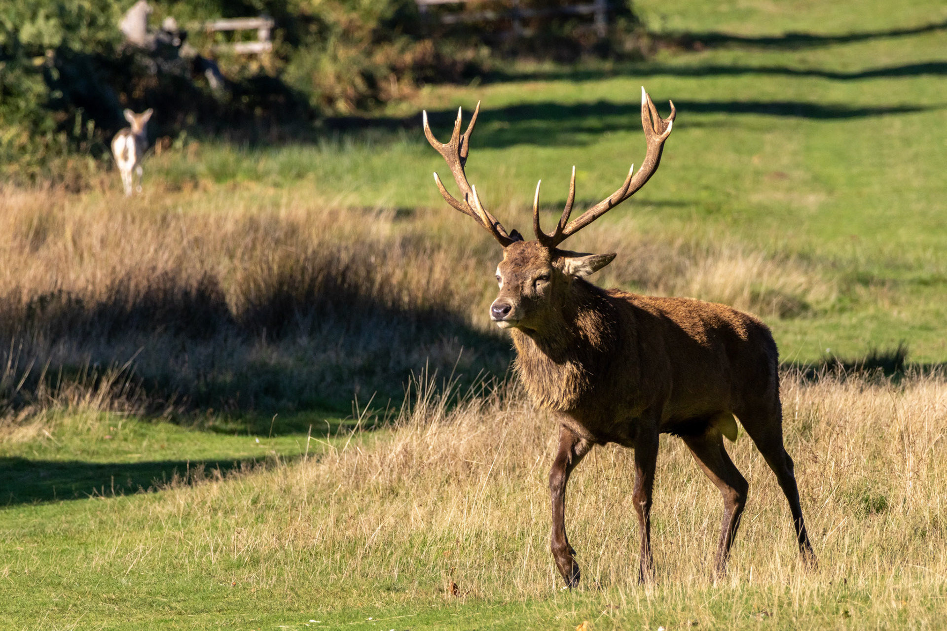 Red Deer Bradgate