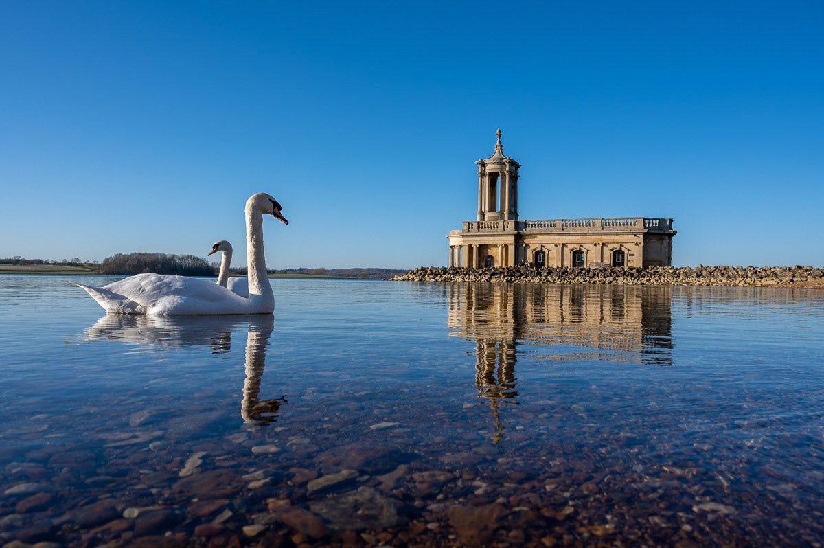 Swans at  Rutland Water Febuary 2022