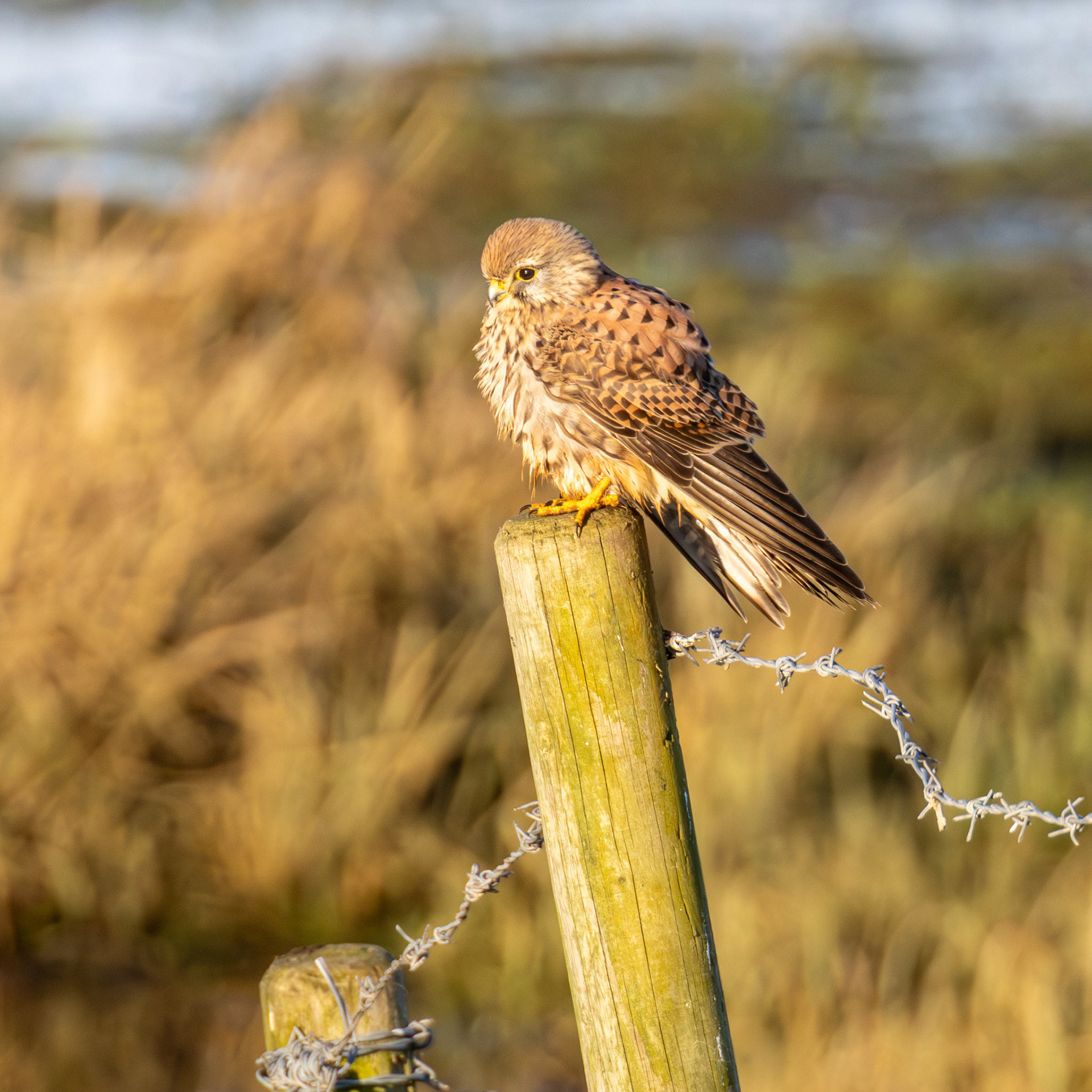 Female Kestrel 