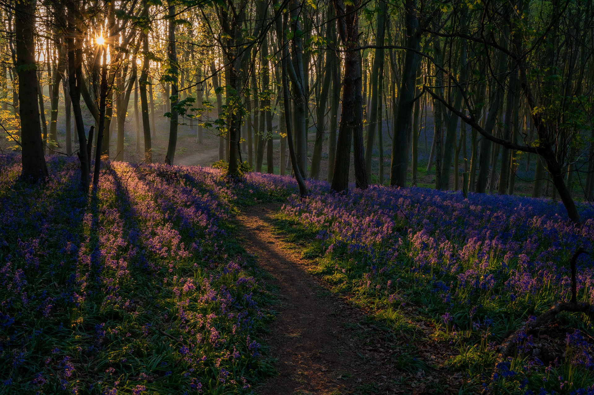 Bluebells in Barnsdale Woods