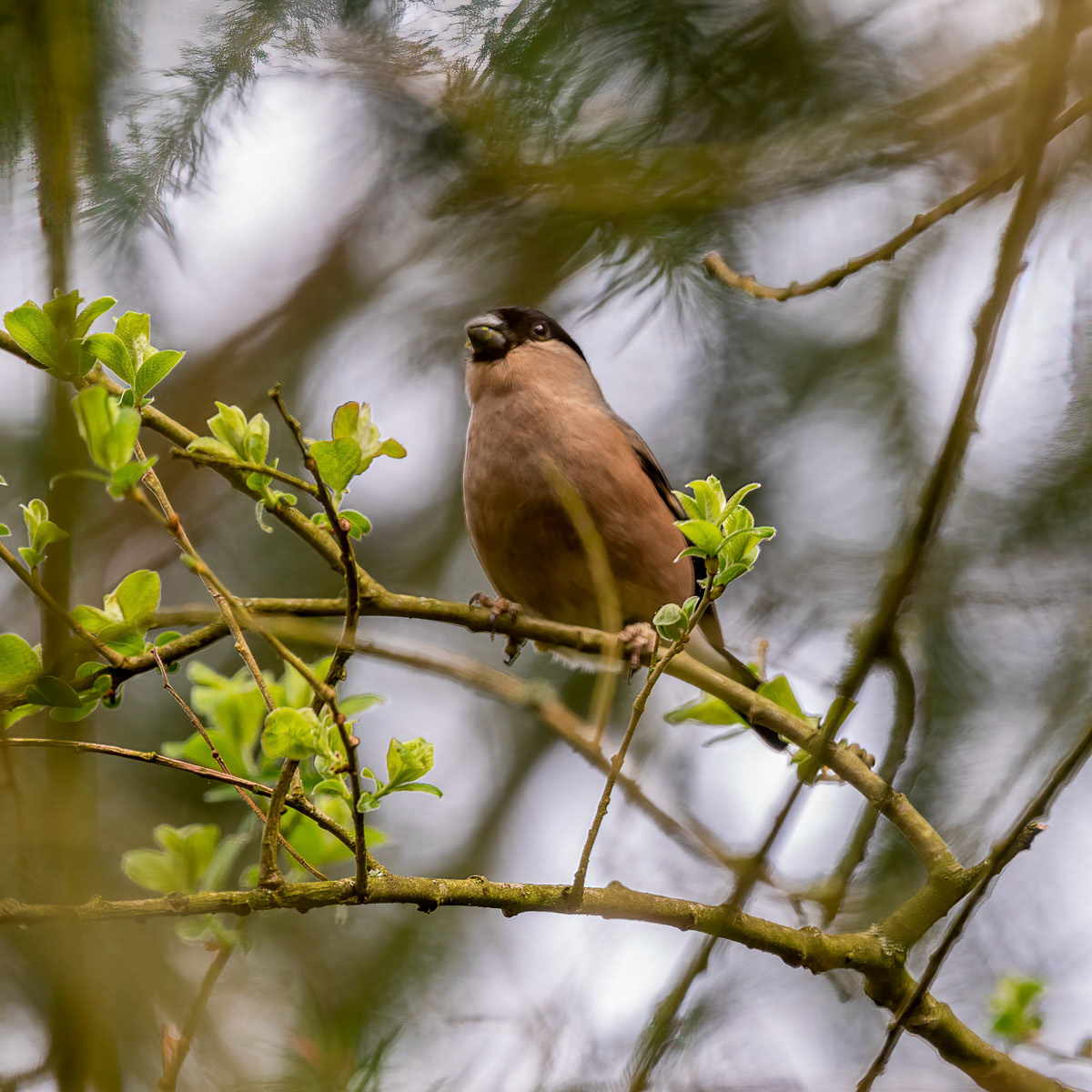 Female Bullfinch