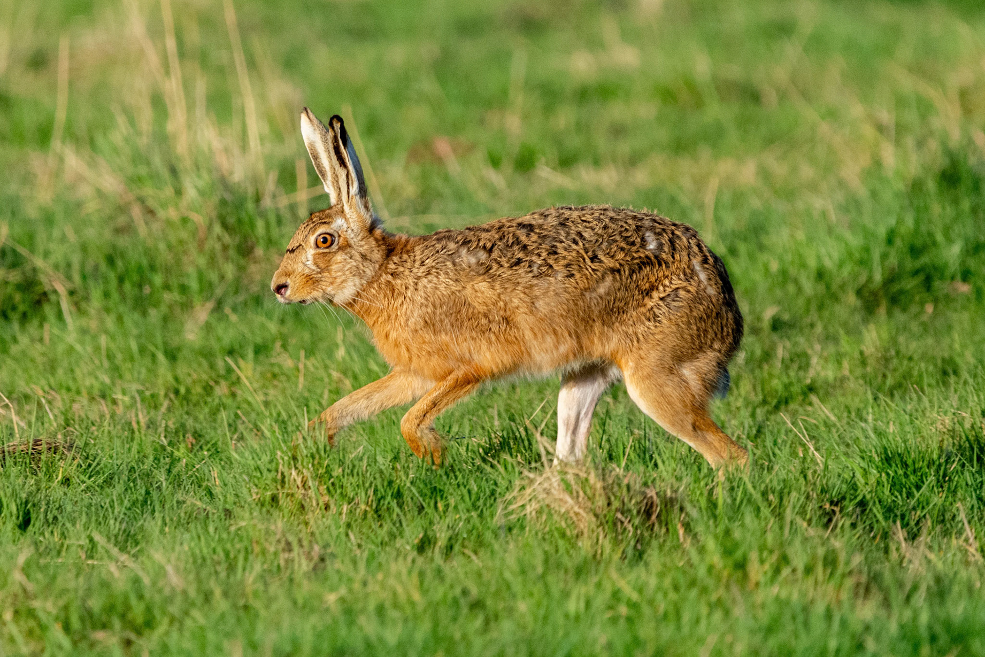 Brown Hare