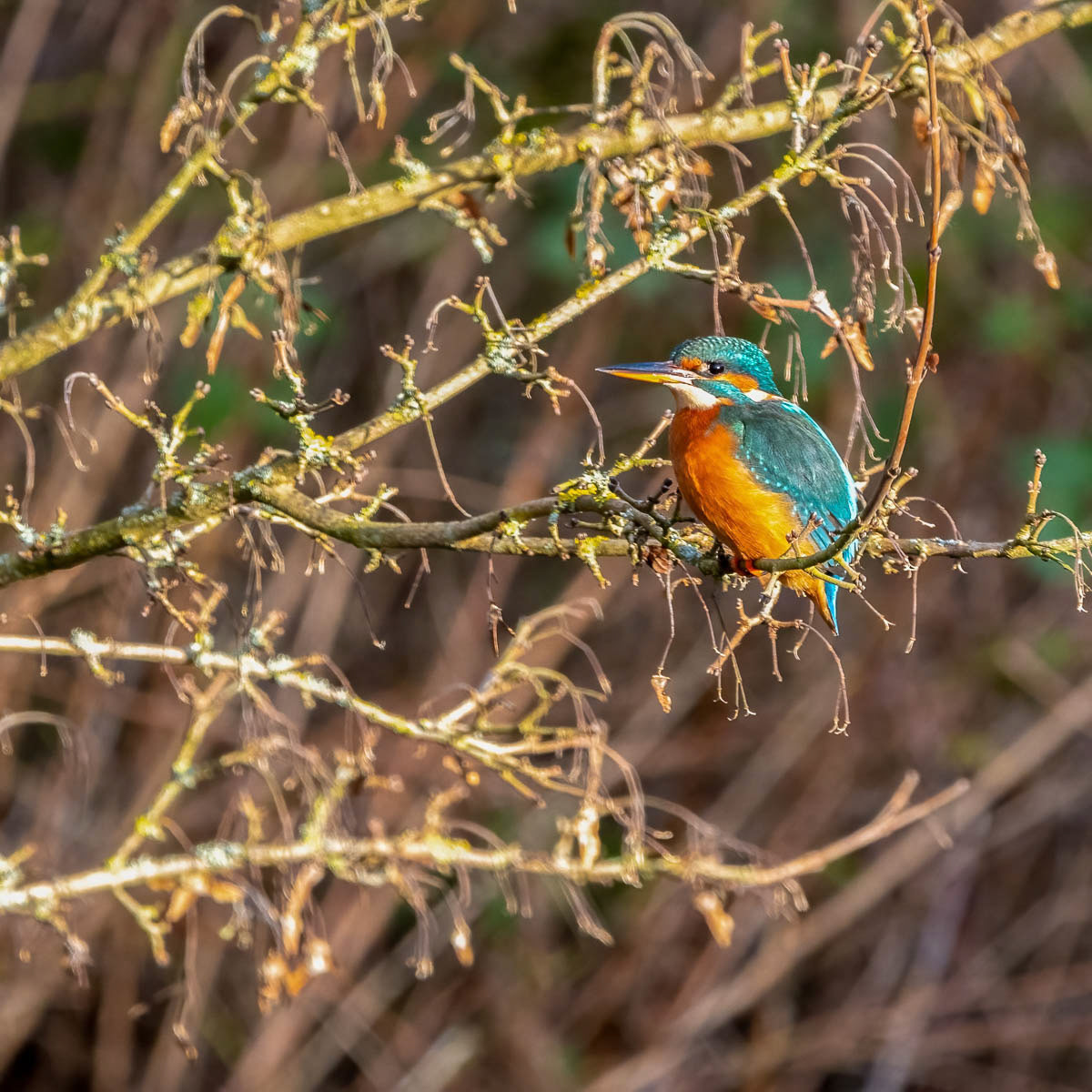 King Fisher 