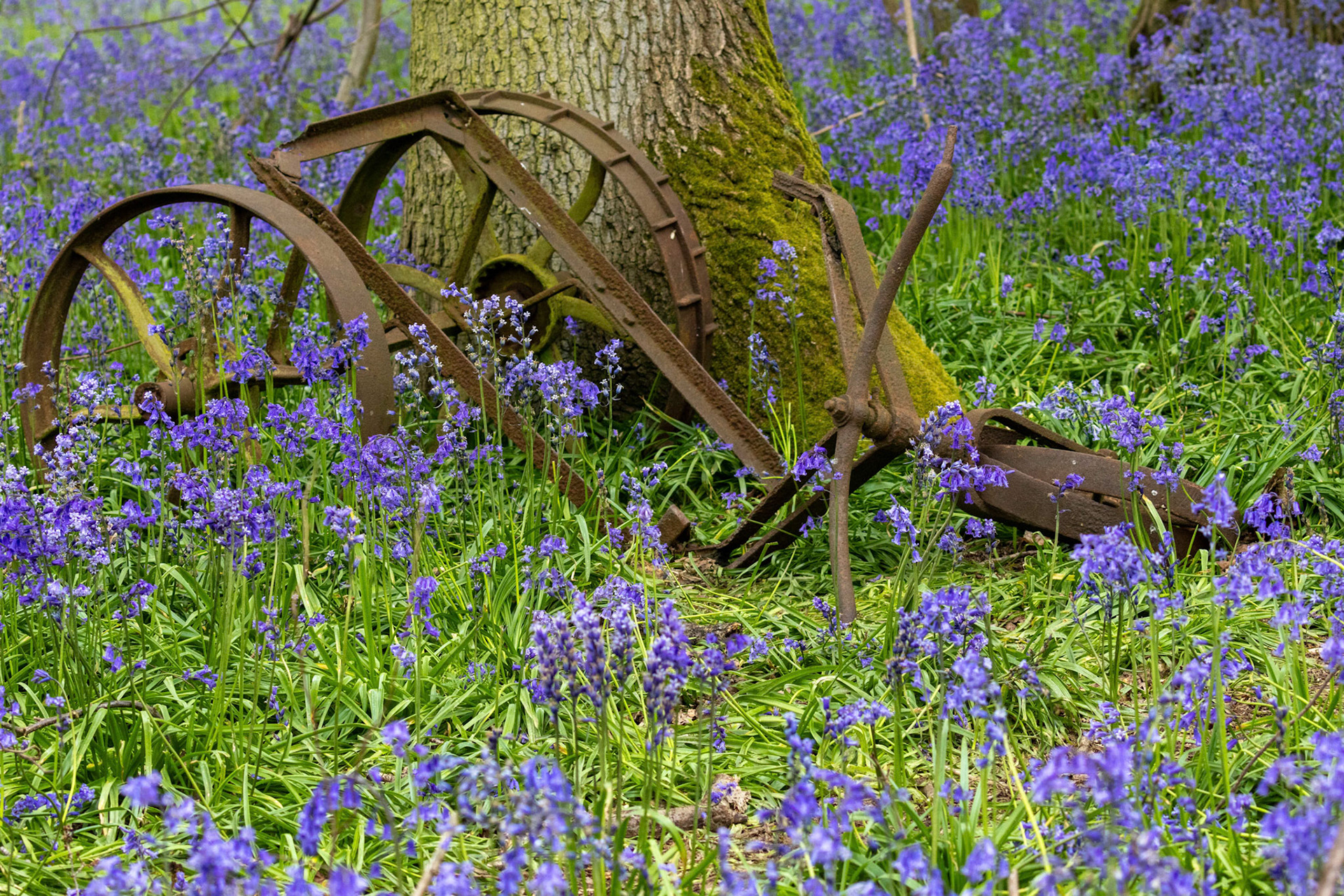 Bluebells and old farm machinery May 2024