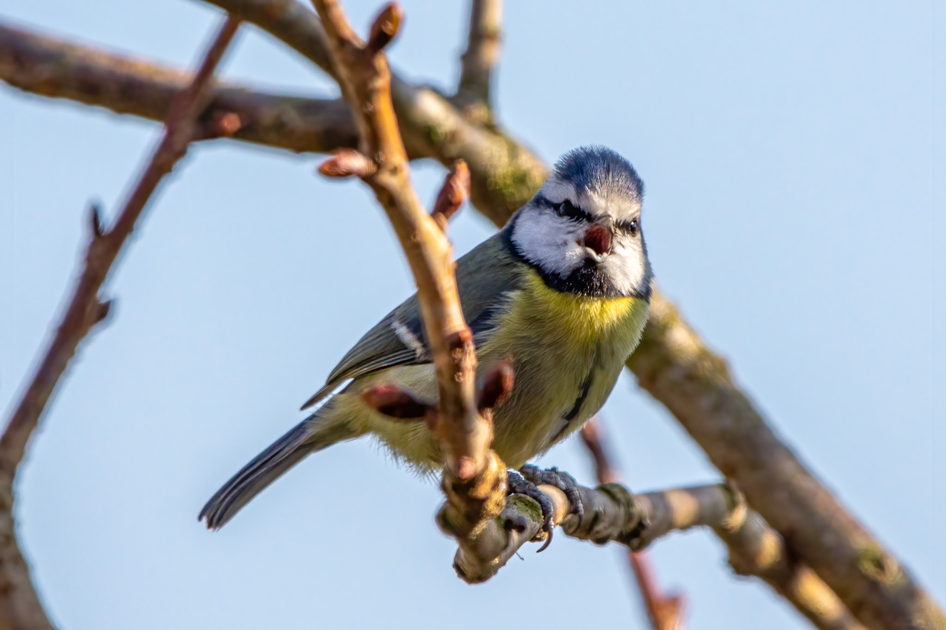 Blue Tit