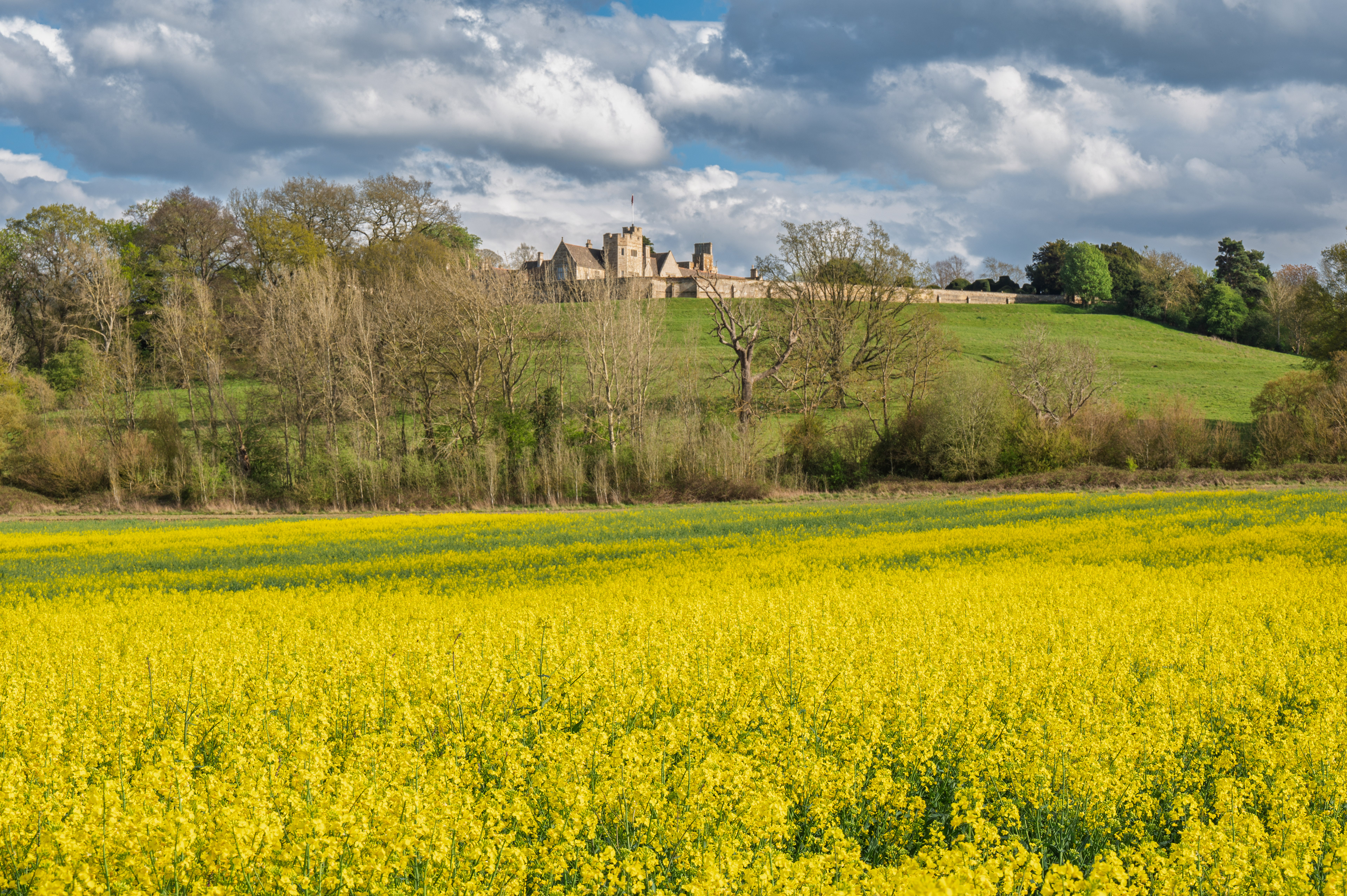 Rockingham Castle surrounded by yellow oilseed April 2025