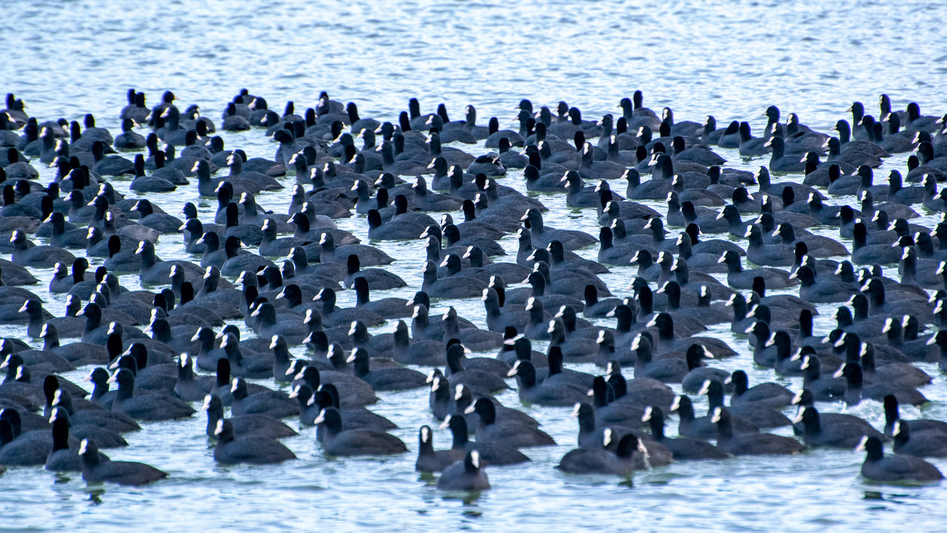 Raft of Coots