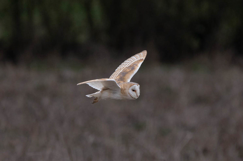 Barn Owl