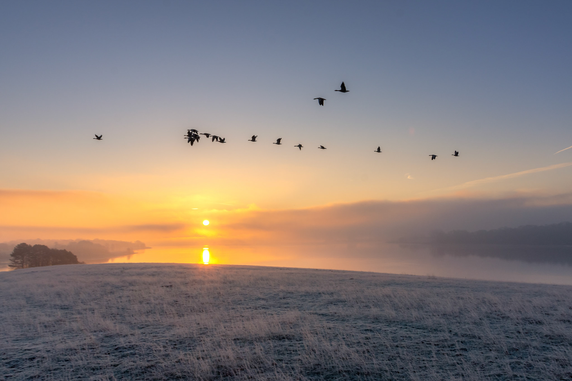 Geese over Barnsdale January 2019