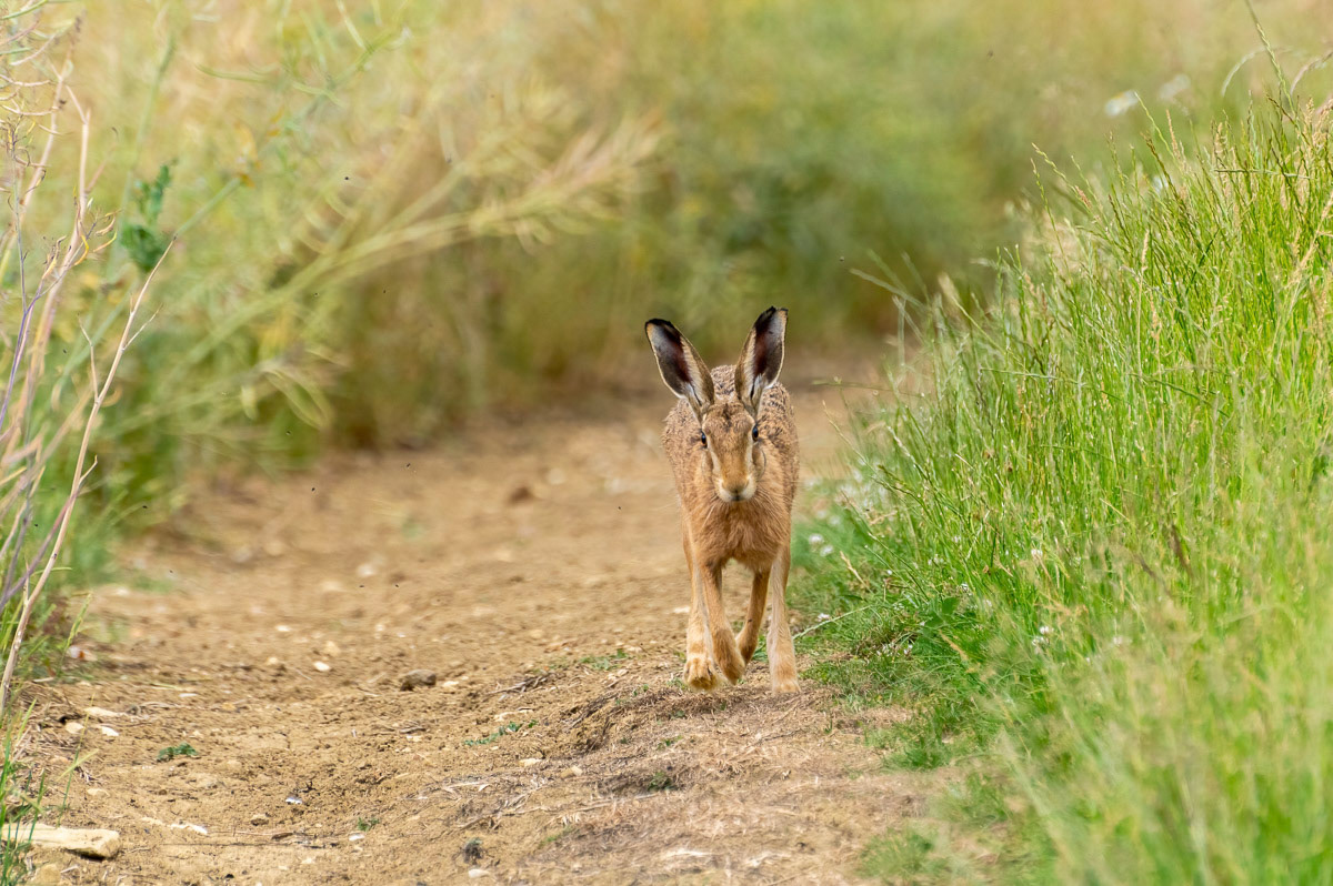 Brown Hare