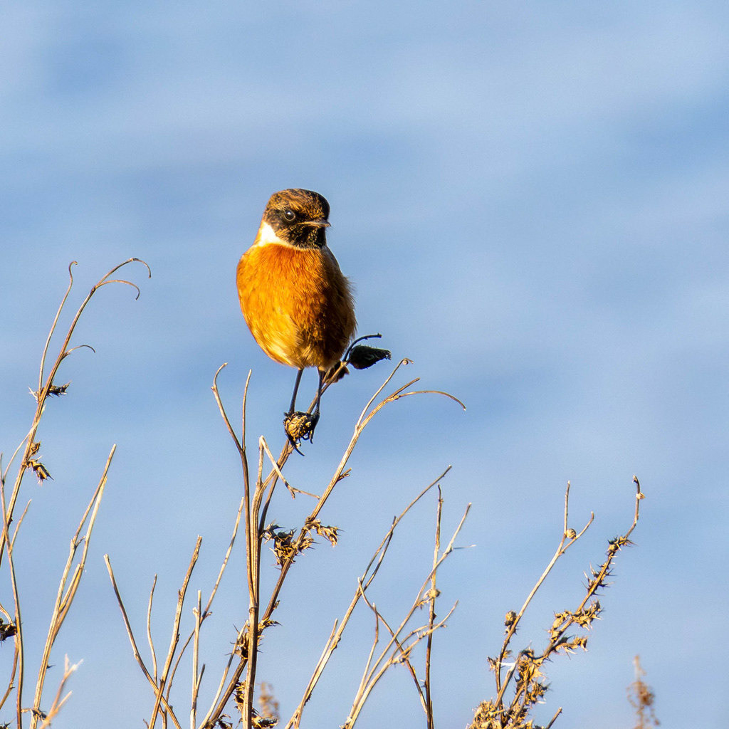 Male Stonechat