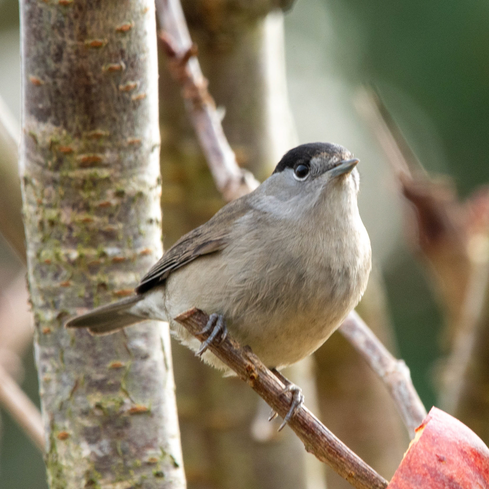 Male Black Cap