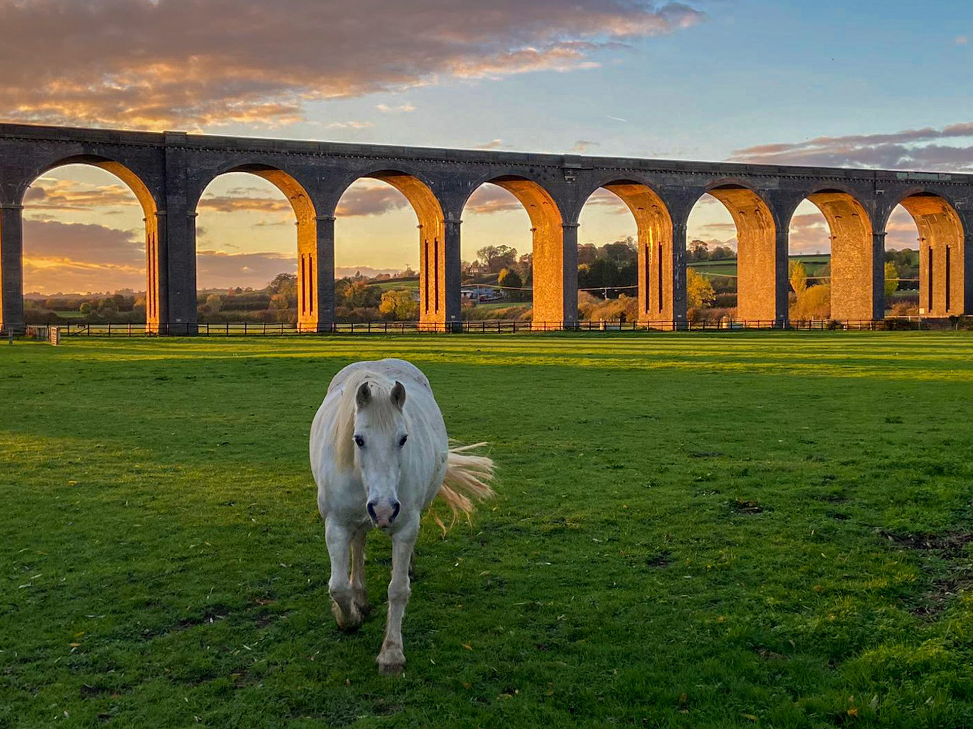 Horse and Harringworth Viaduct October 2022