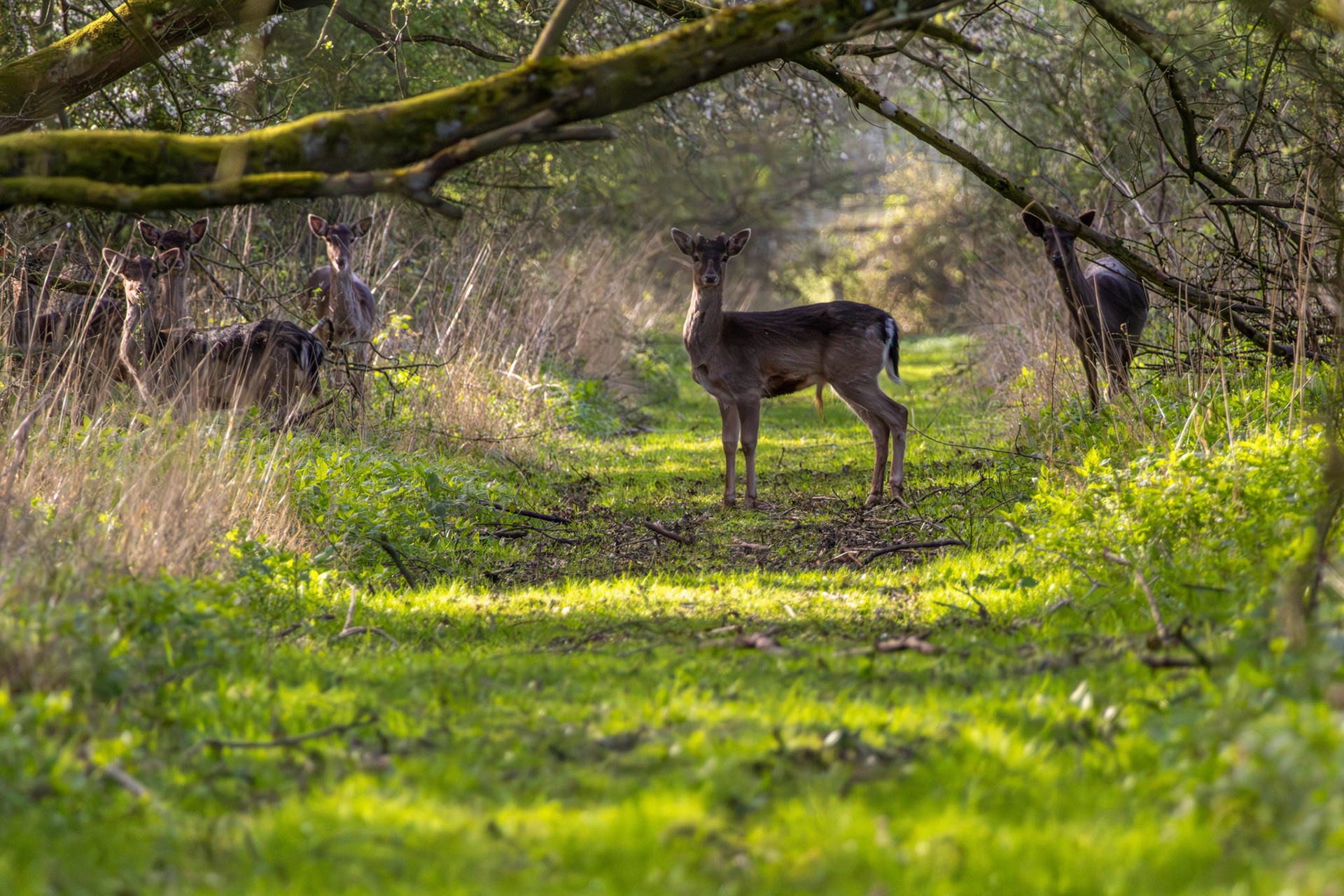 Roe Deer in Rutland