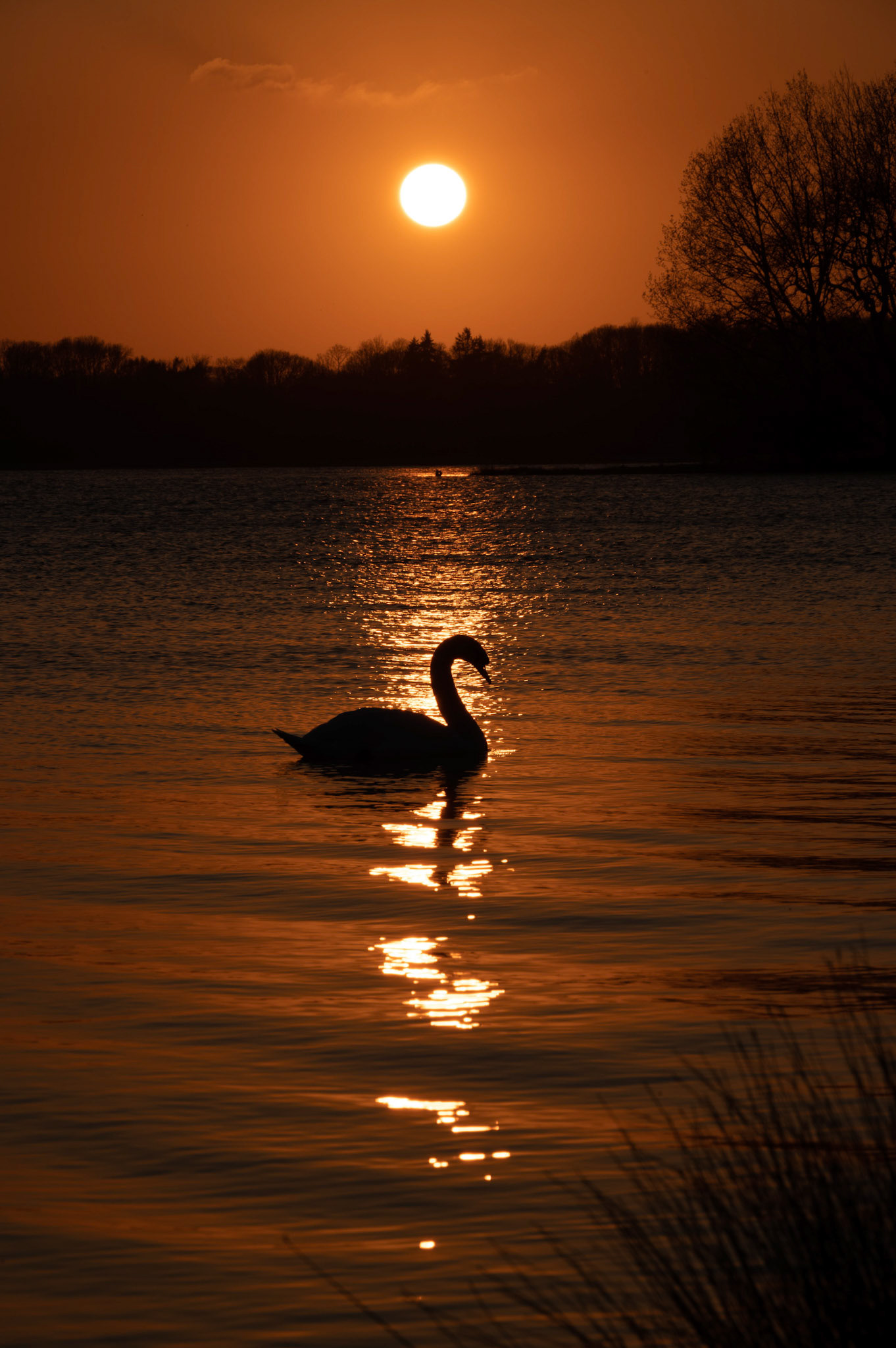 Lone Swan at Sunset Rutland water