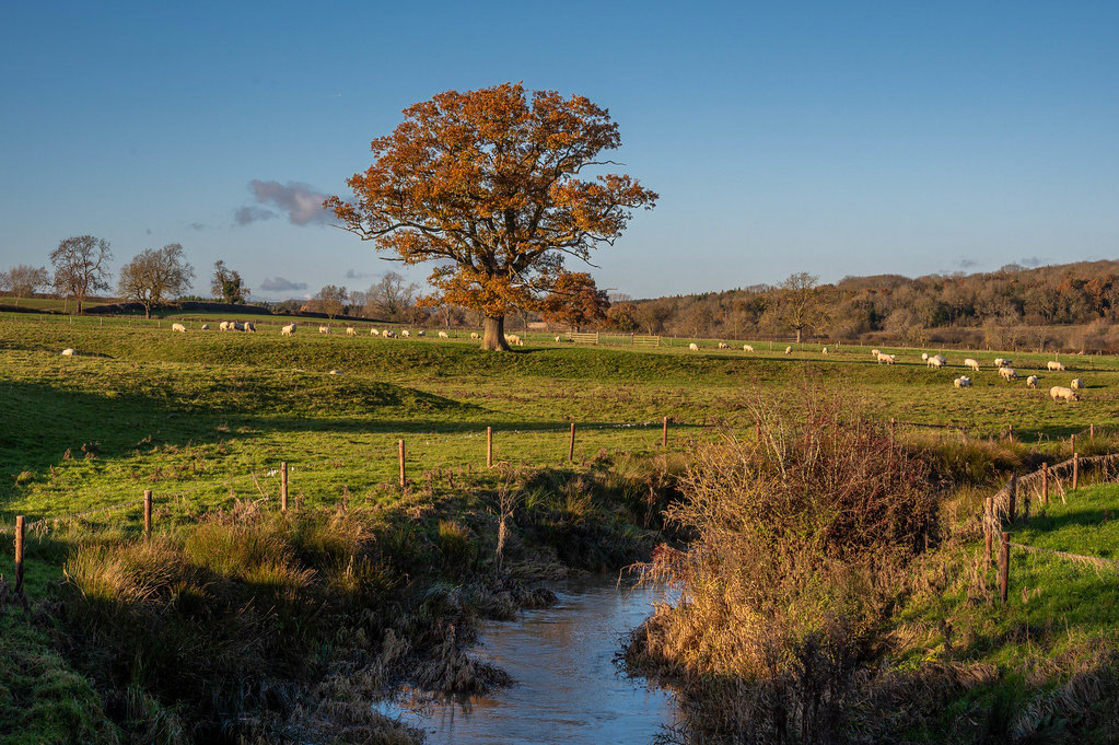 Golden Oak tree near Uppingham