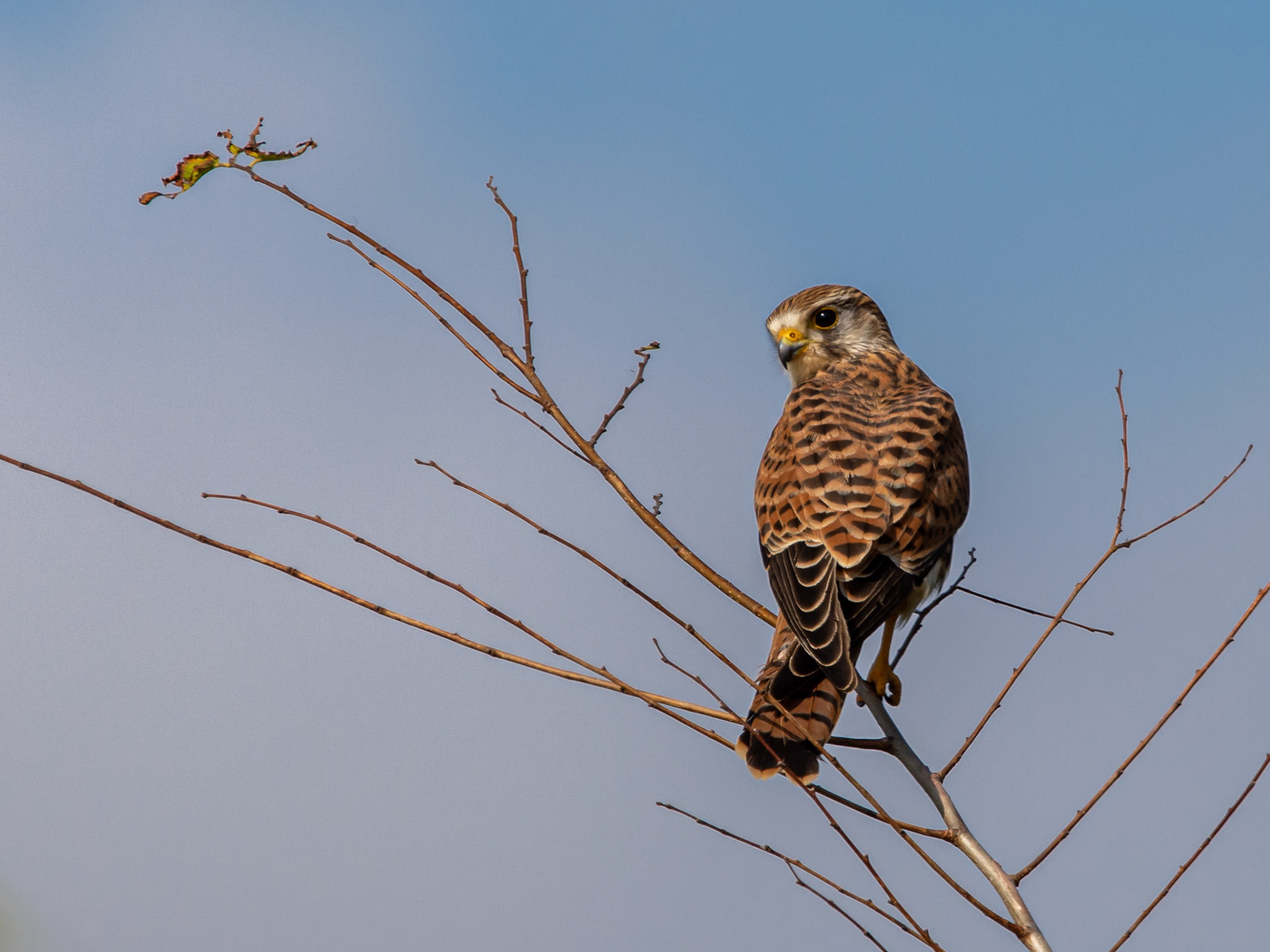 Male Kestrel 