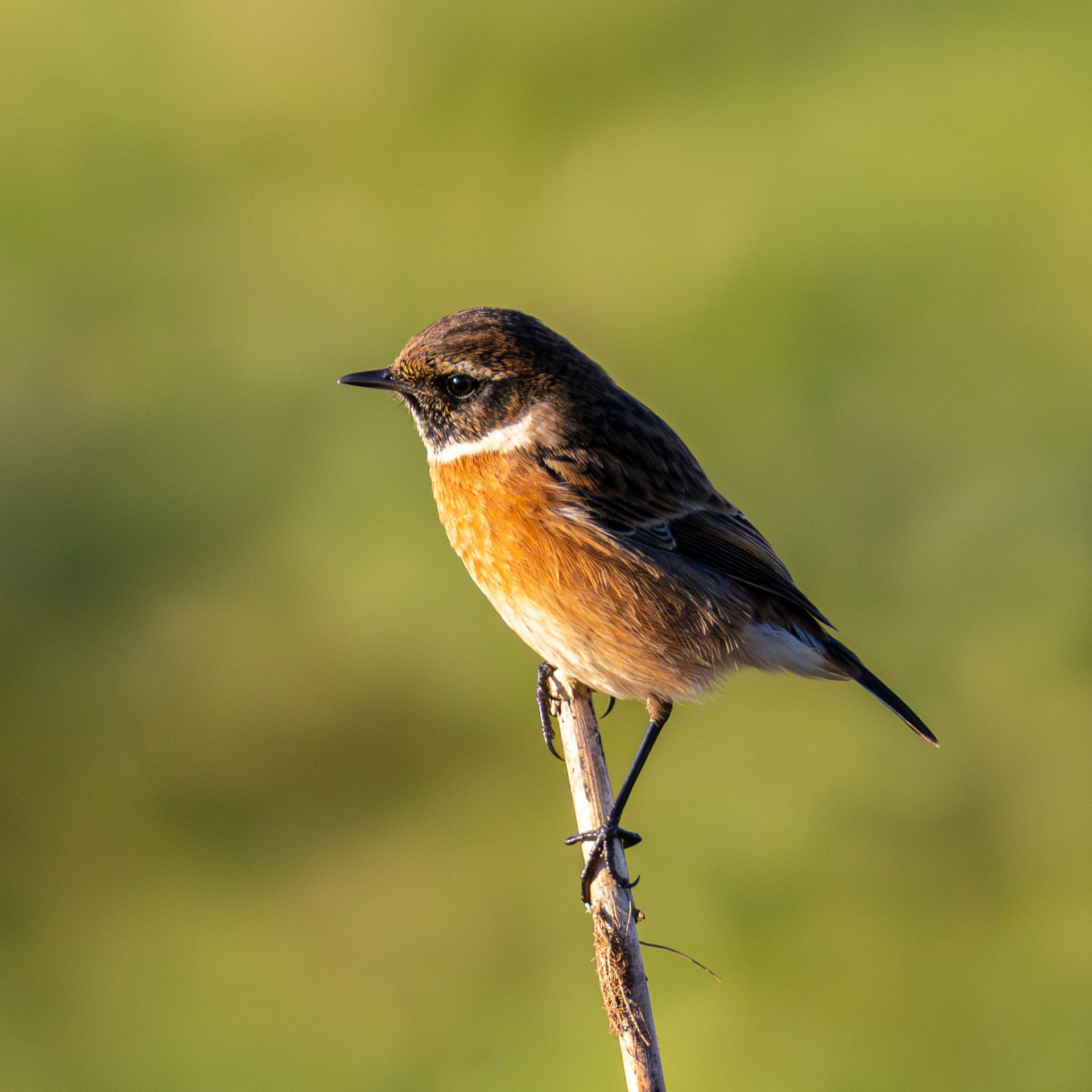 Female Stonechat