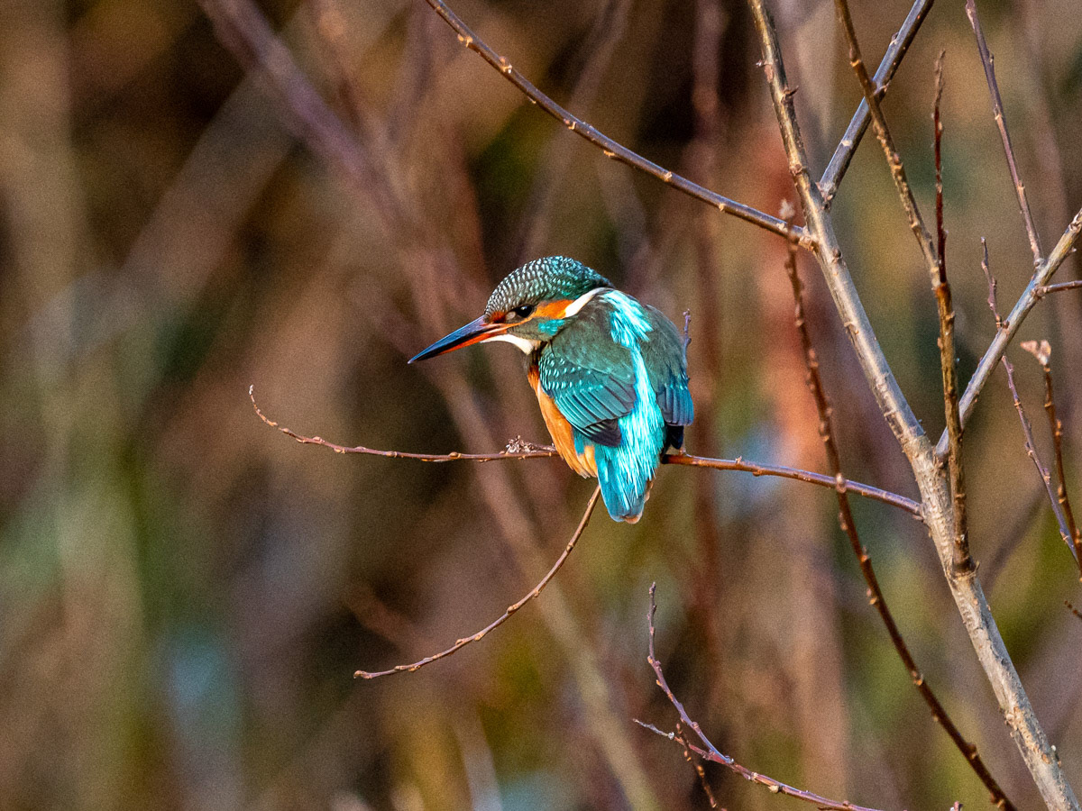 King Fisher