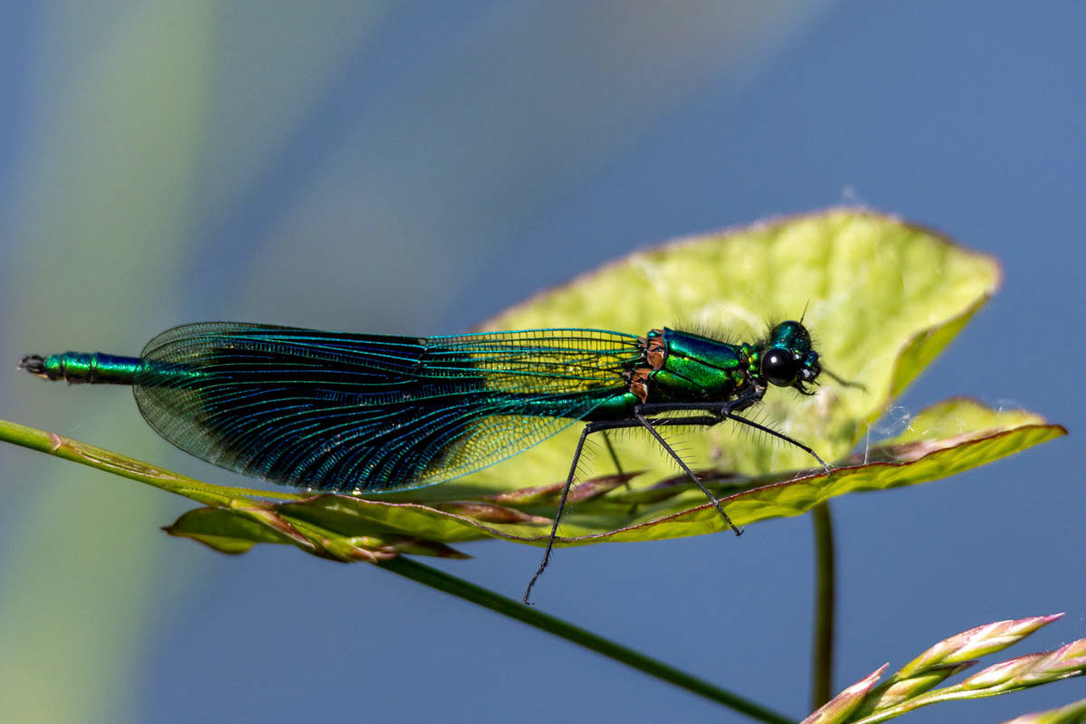Banded Demoiselle 