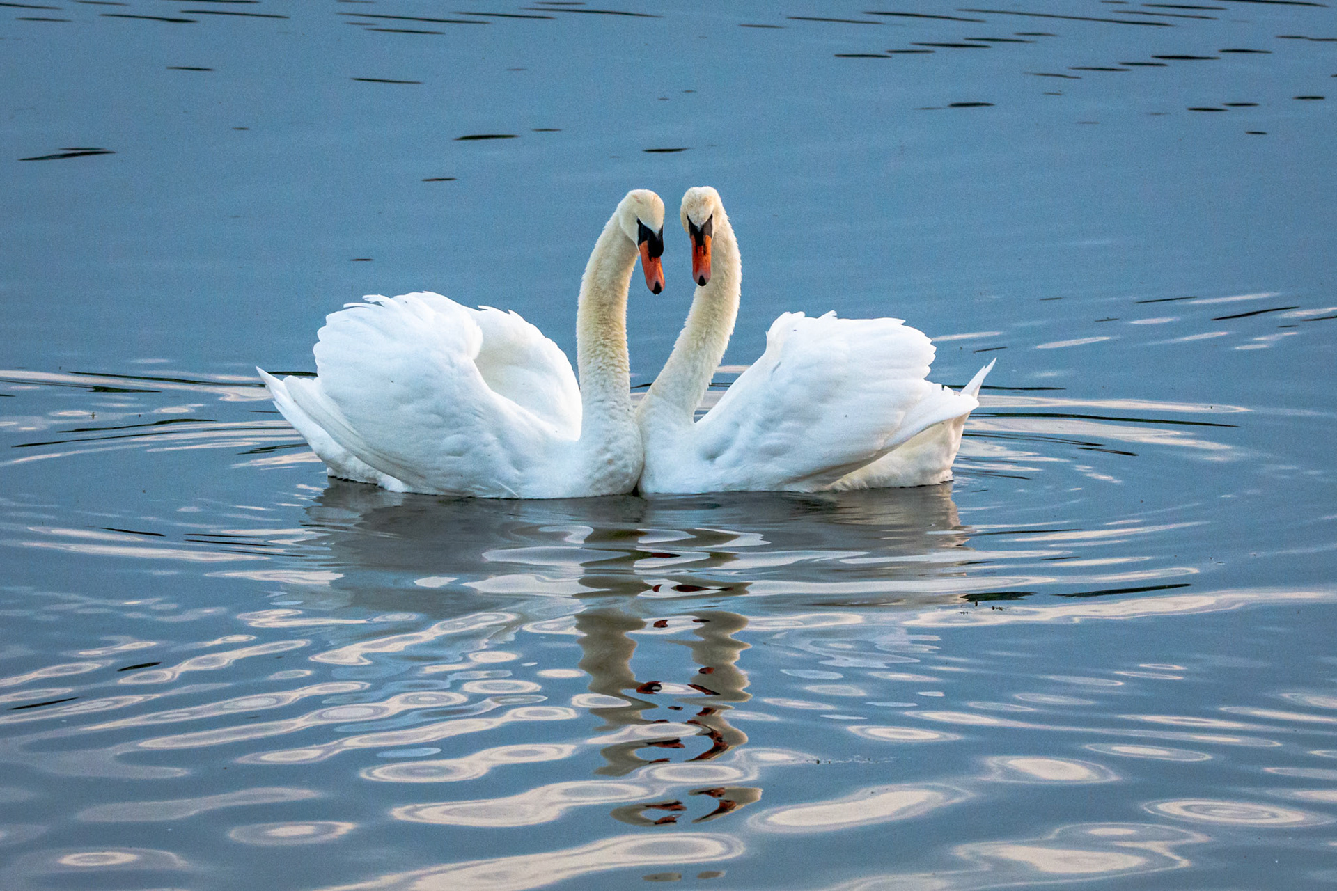 Pair Of Swans