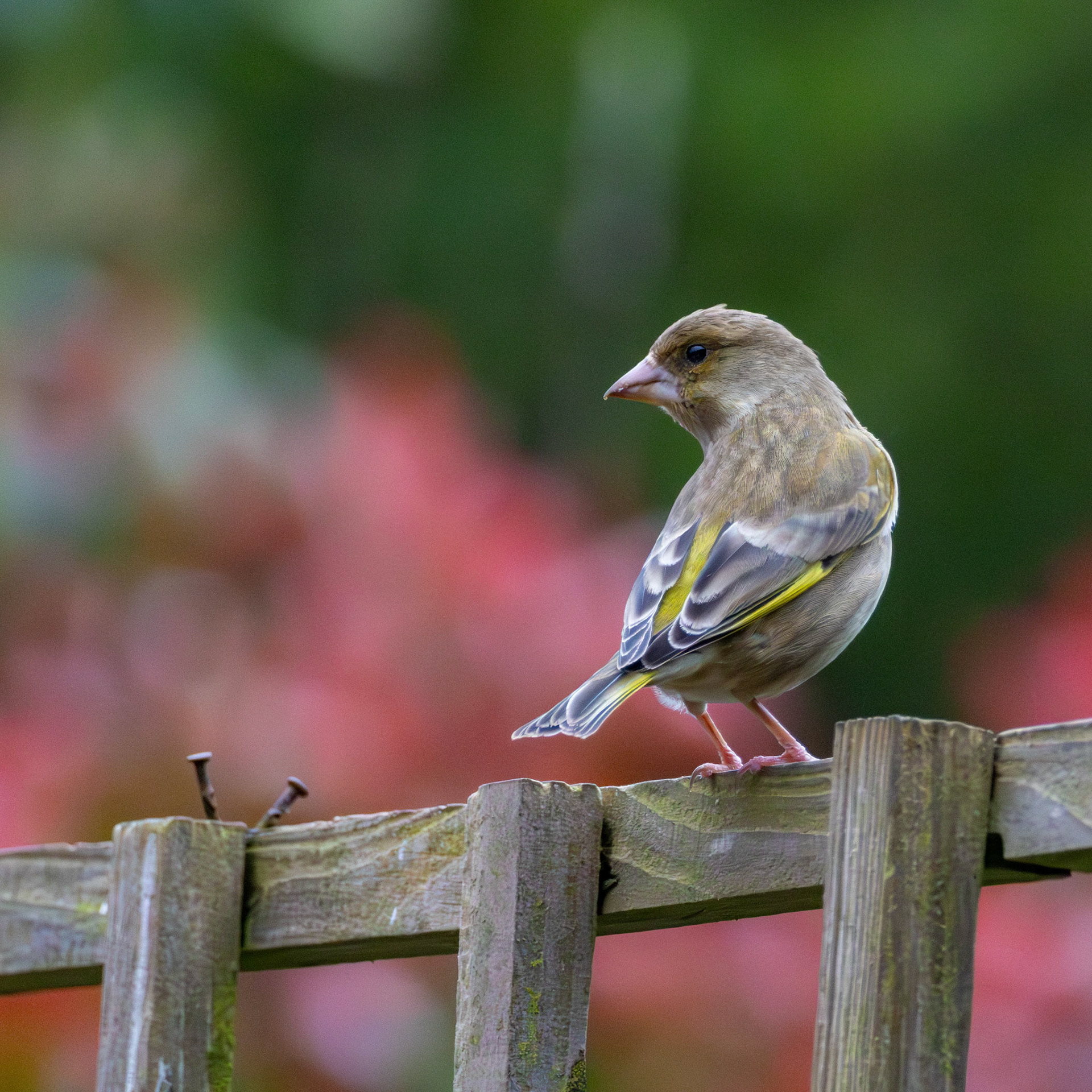 Green Finch