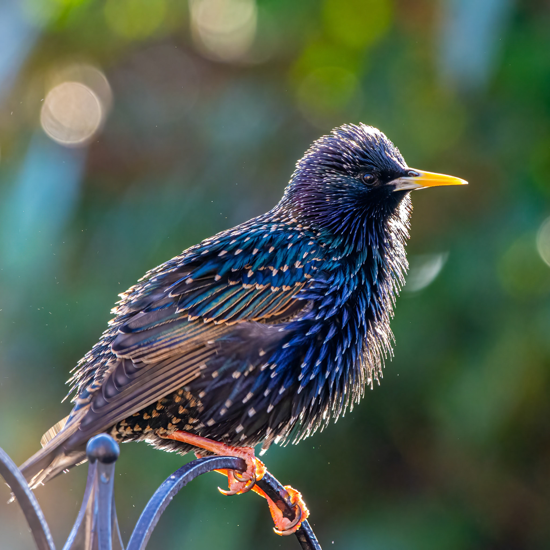 Starling