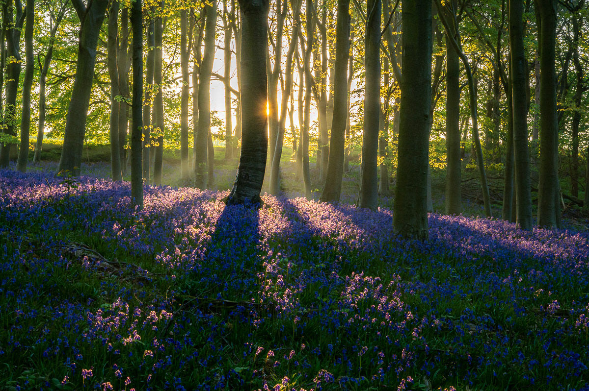 Barnsdale Bluebells April 2022