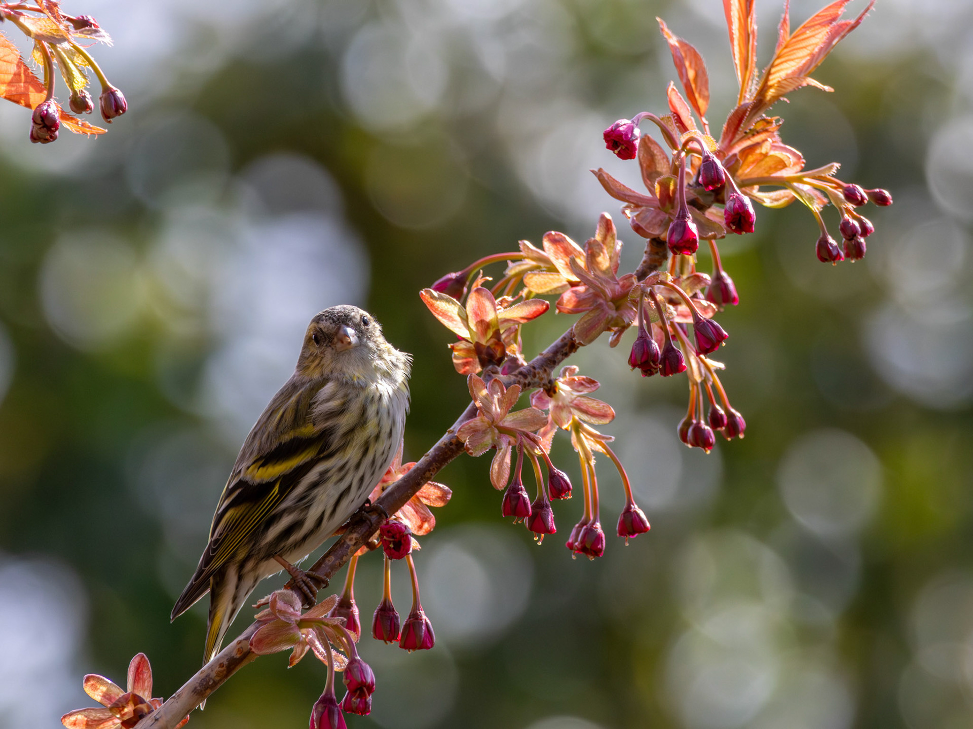 Female Siskin