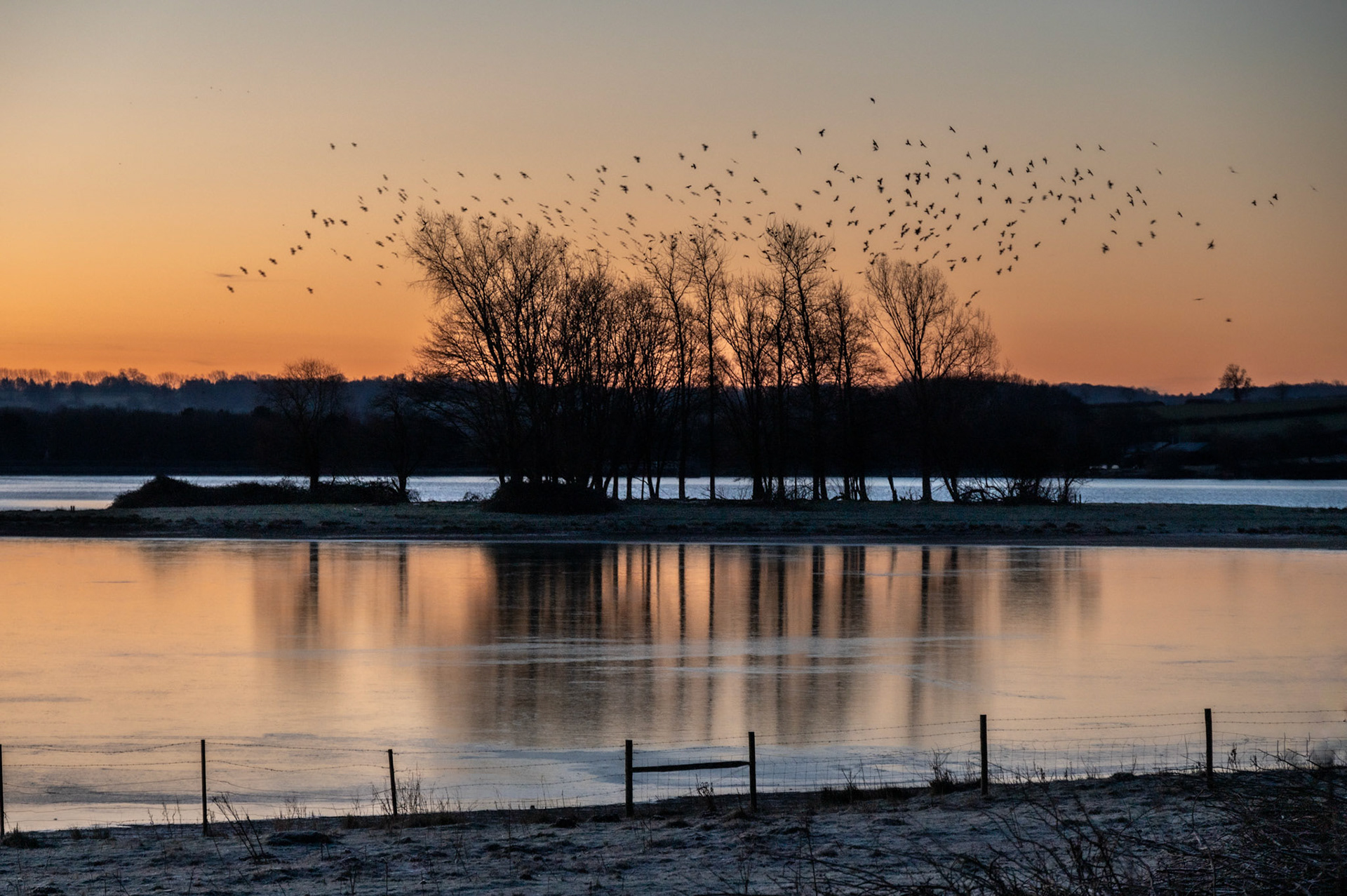 Jackdaws at a frozen eyebrook reservoir January 2024