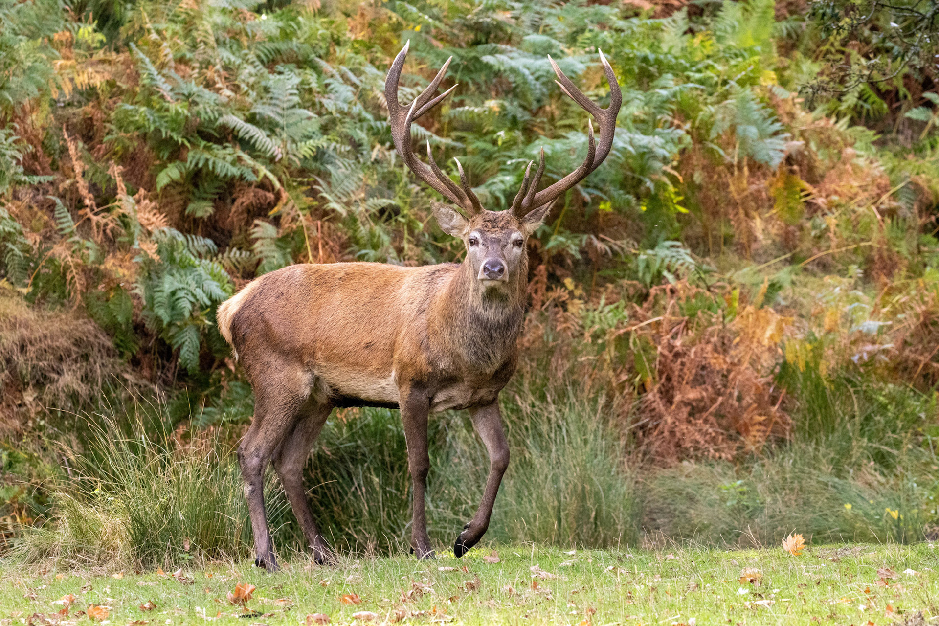 Red Deer Bradgate Park 