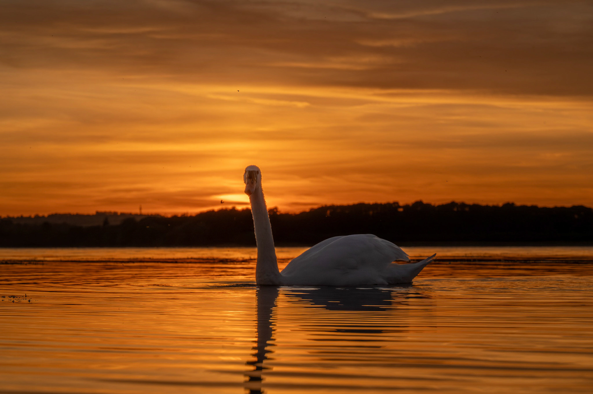 Swan at Sunset