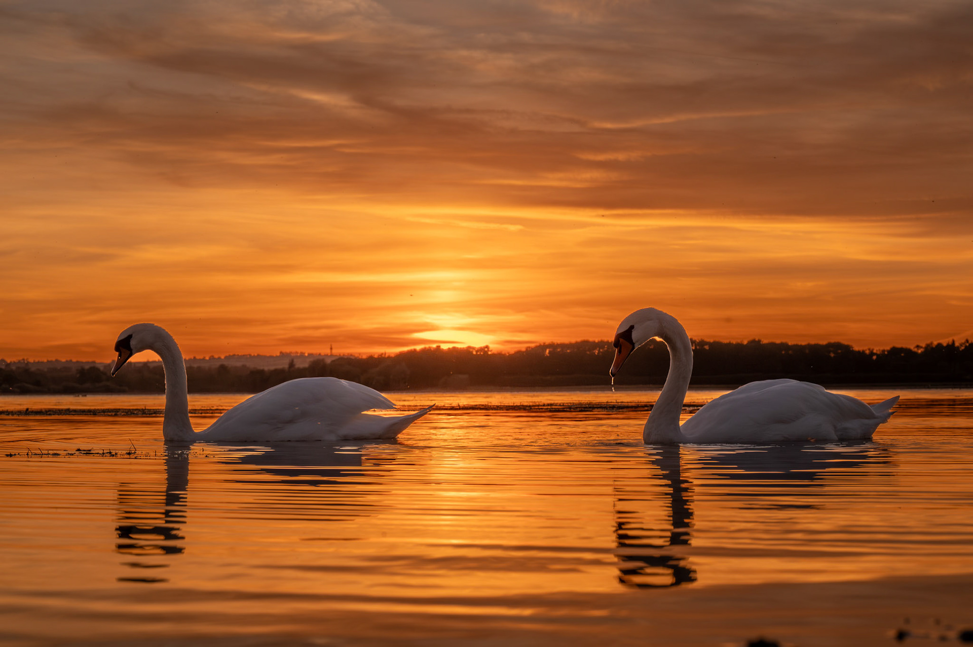 Swans at Sunset Rutland Water September 2024