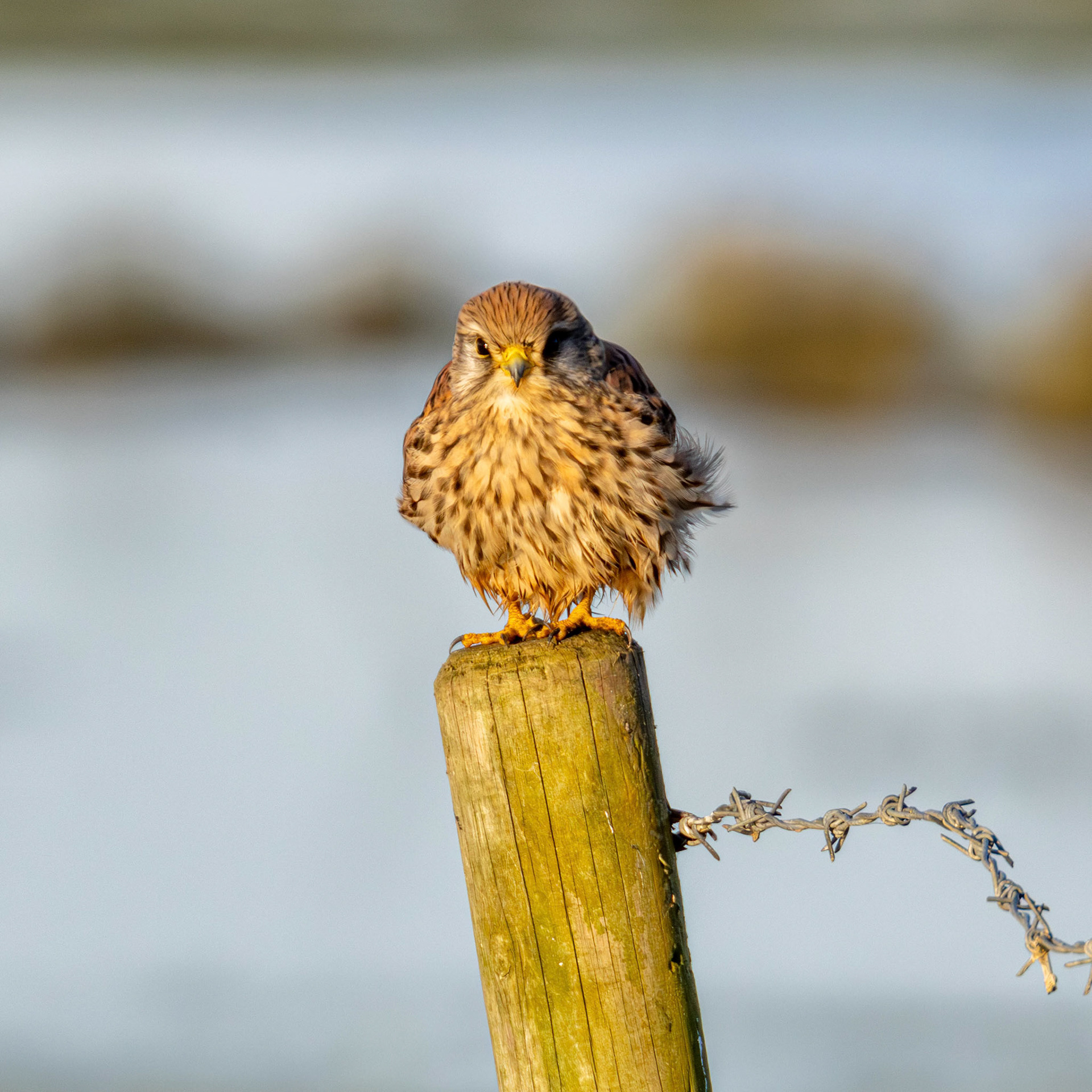 Female Kestrel 