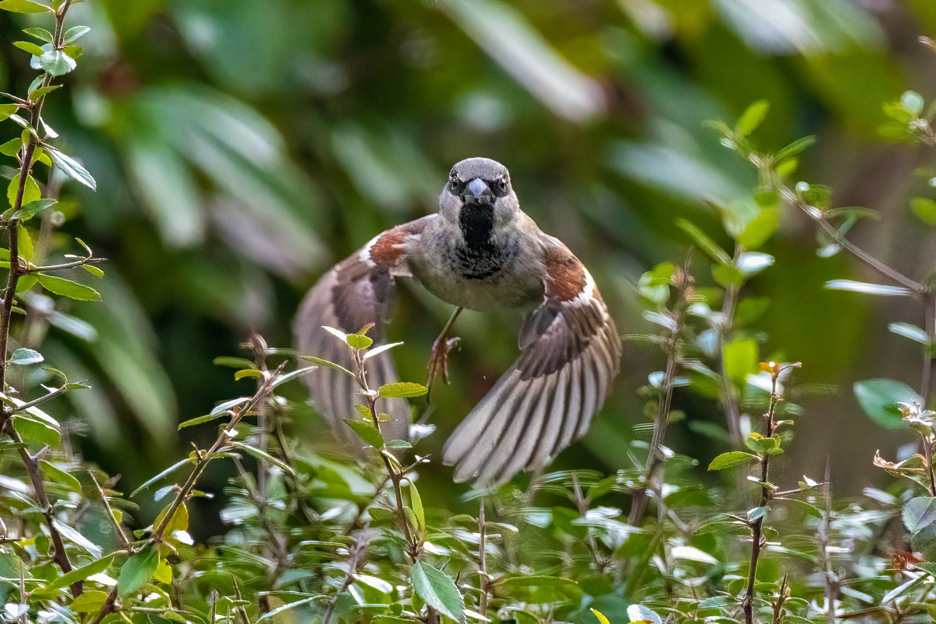 Male House Sparrow