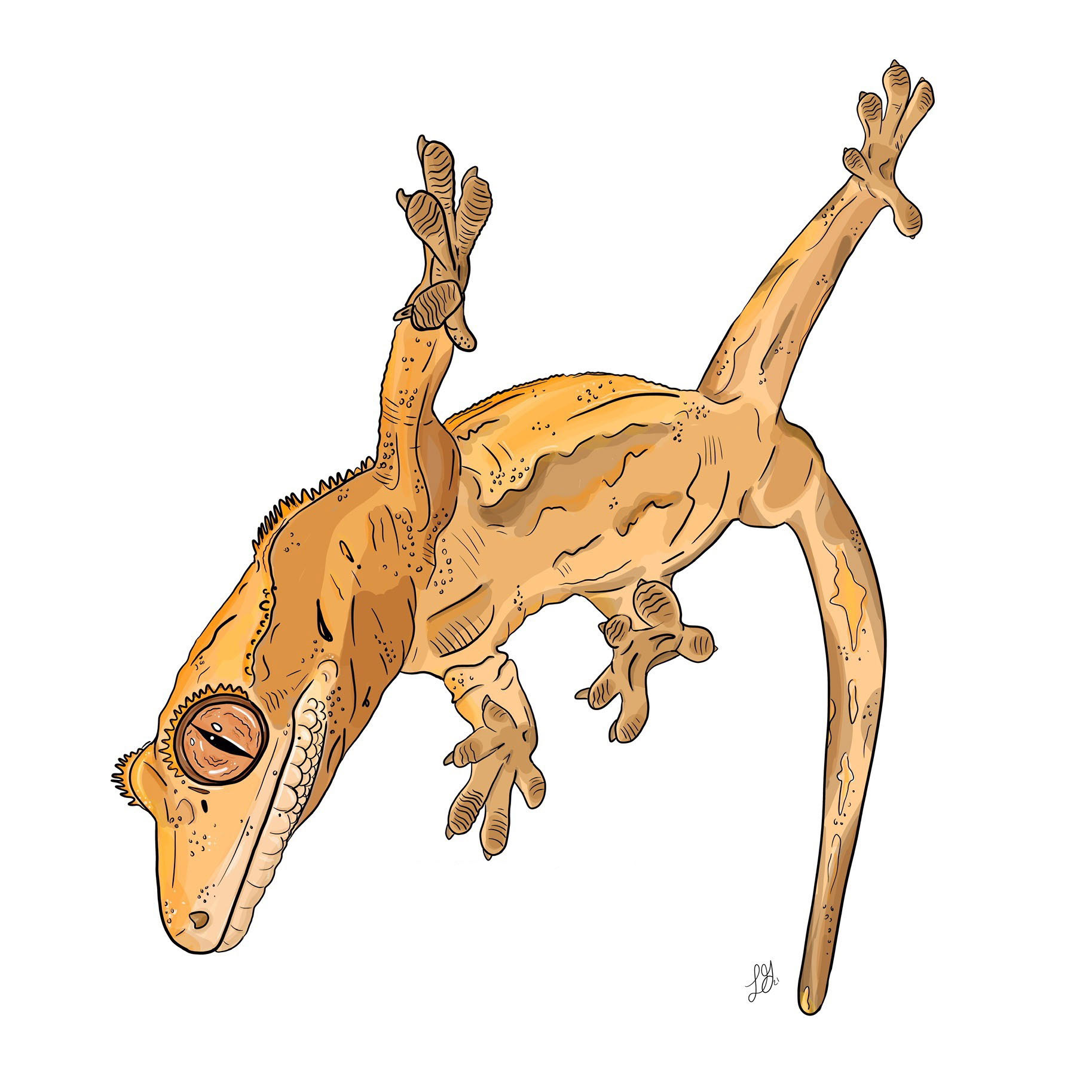 Our family gecko, Felman