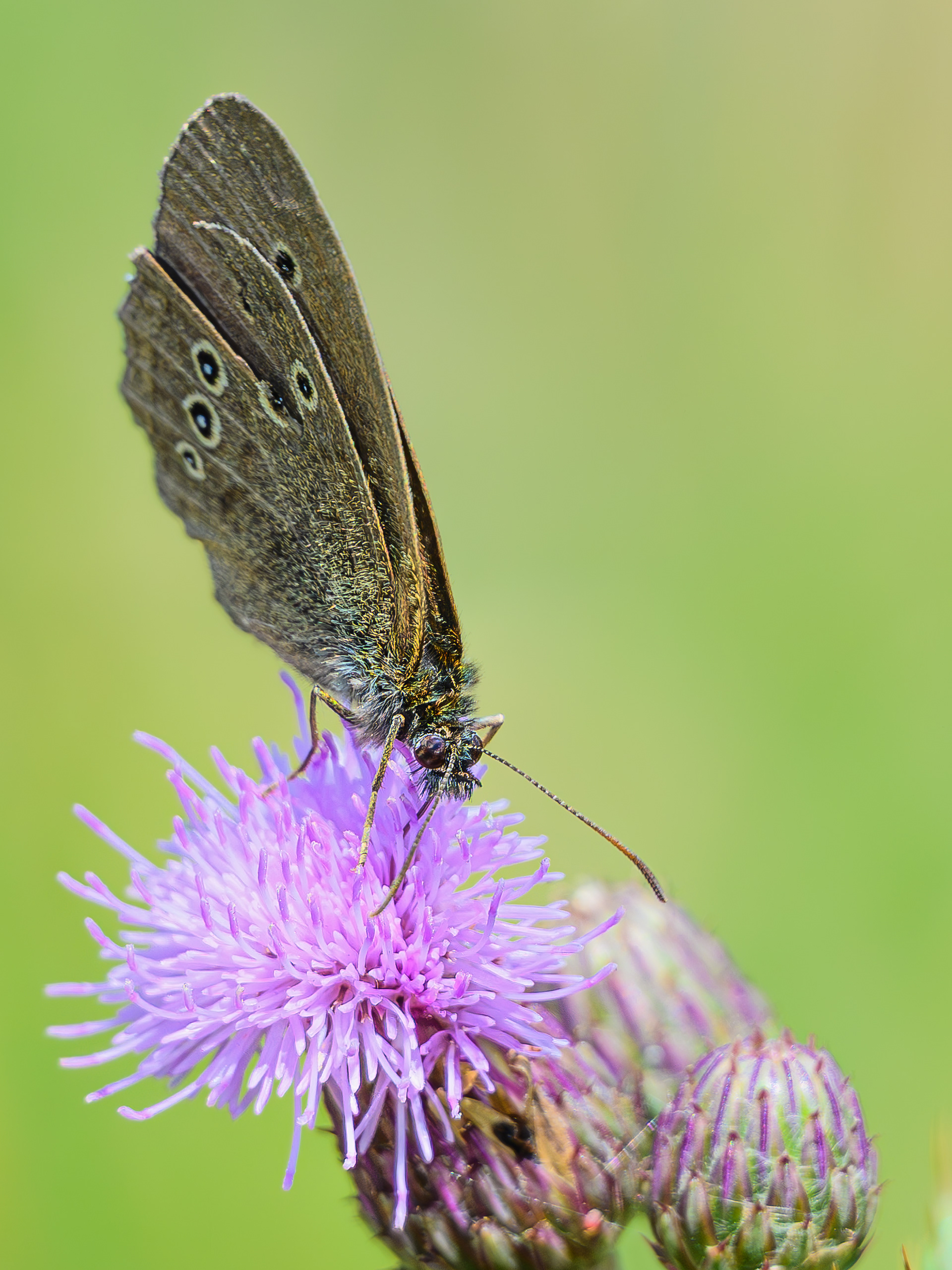 Pearls on brown wings