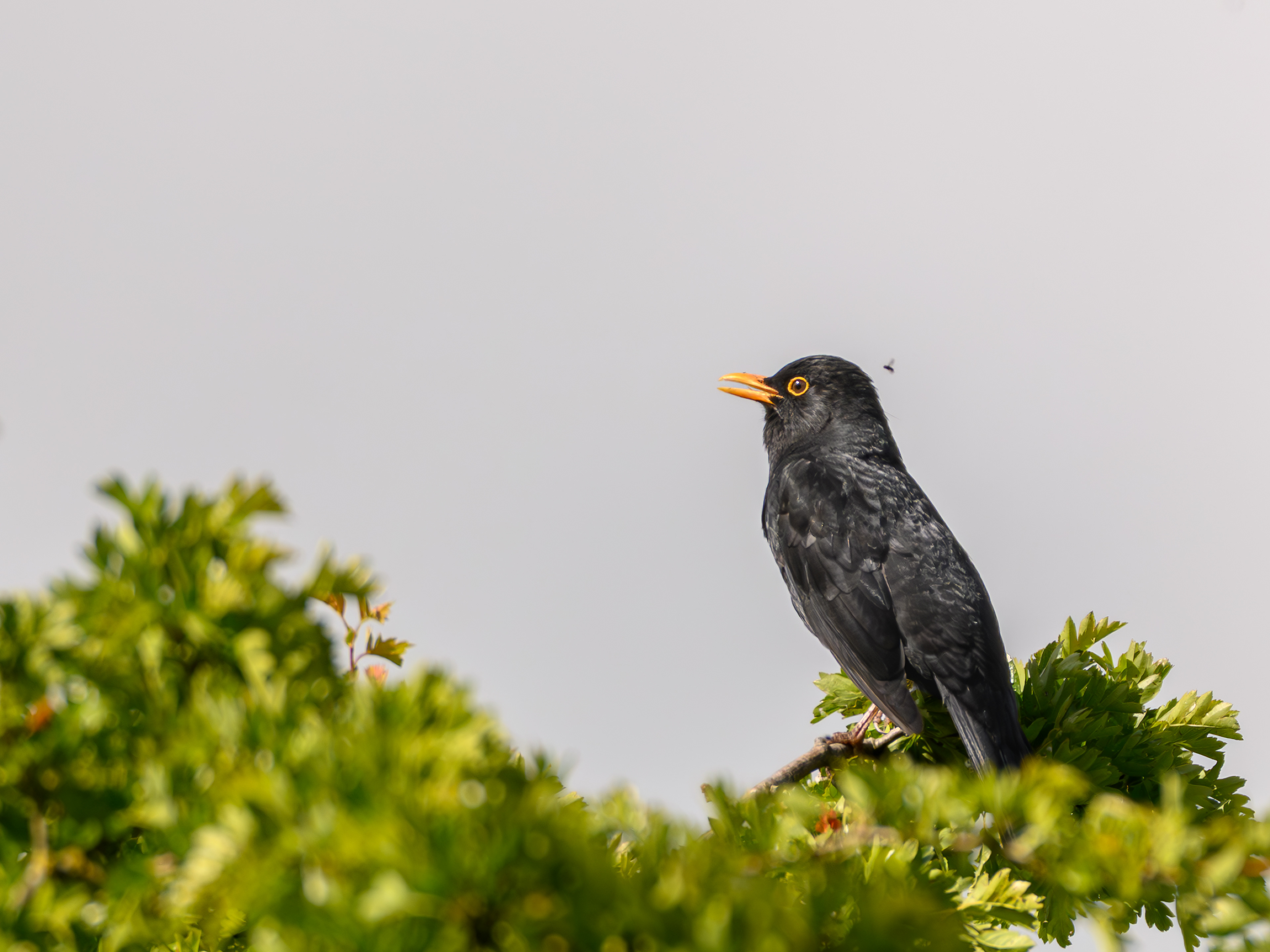 Singing to the morning sky