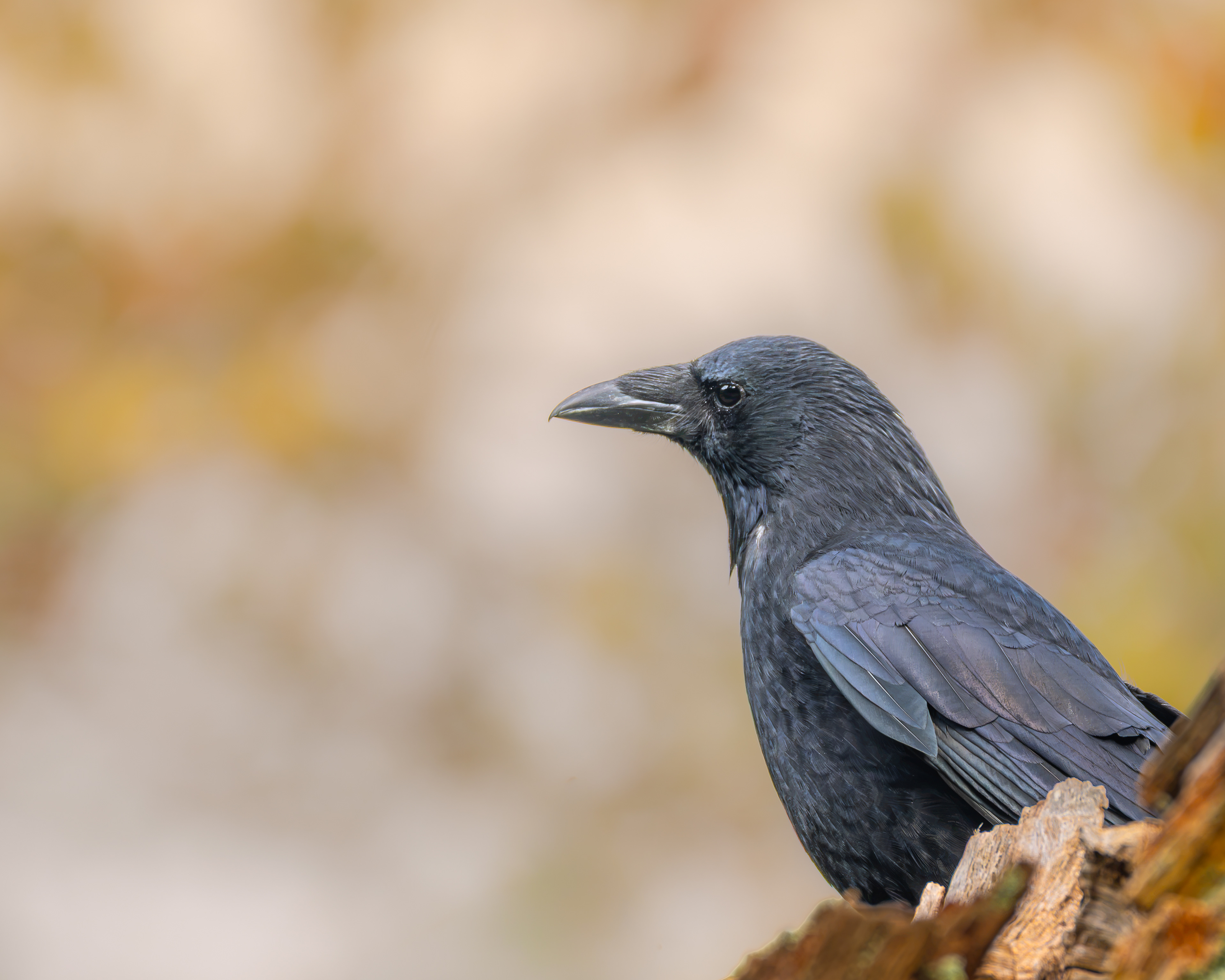 The Silent Observer 
