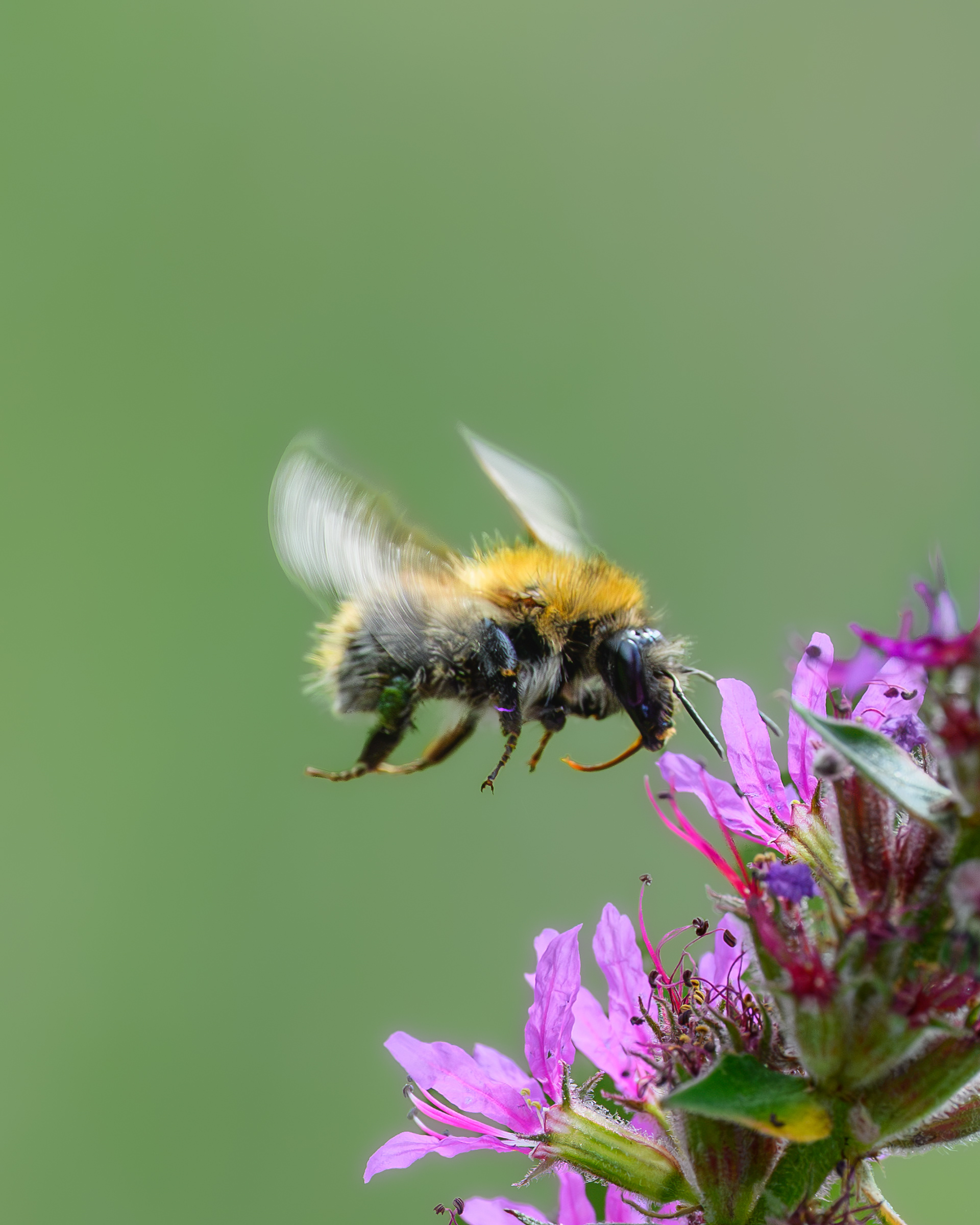 Purple landing