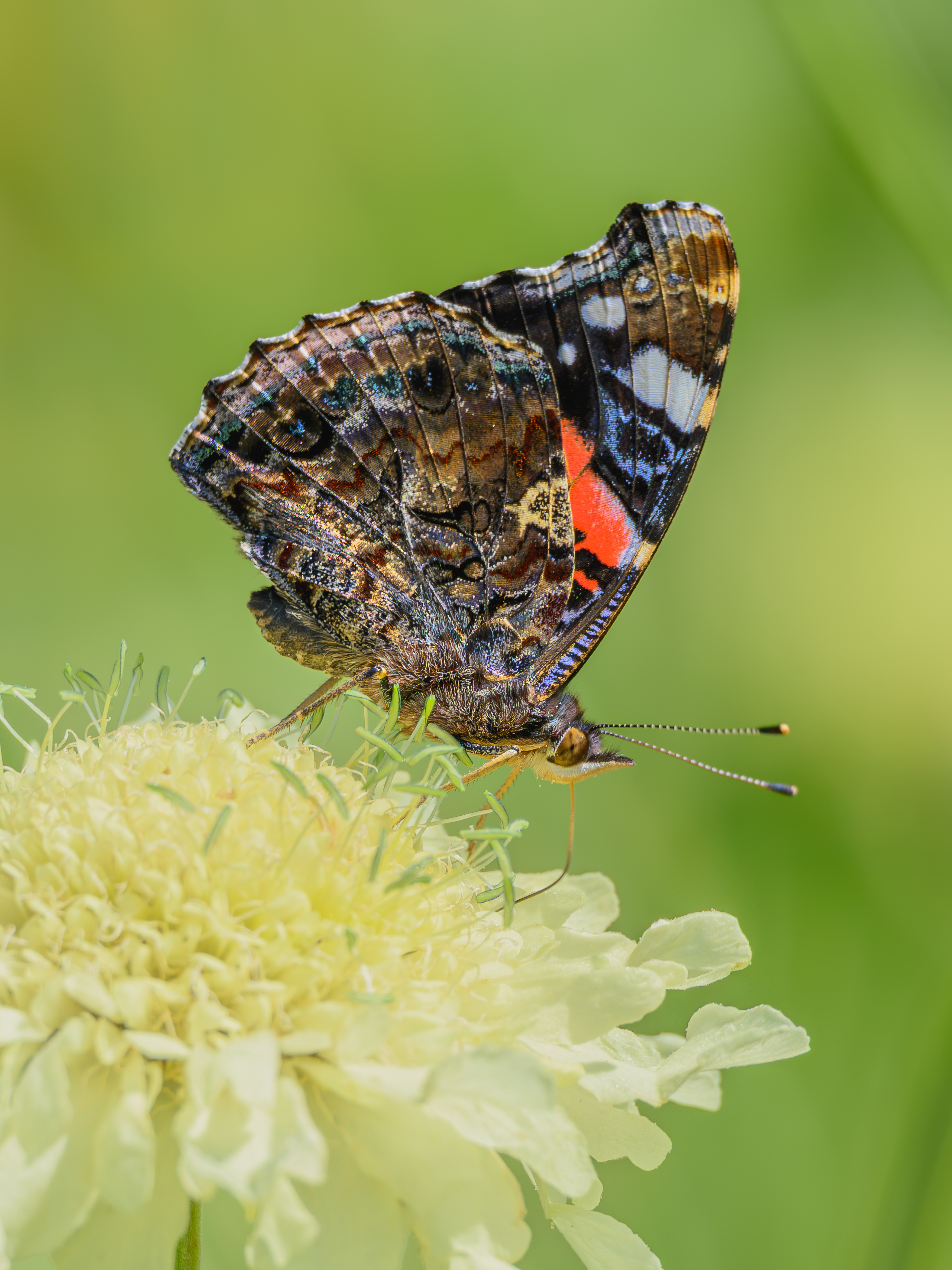 Velvet wings and summer nectar
