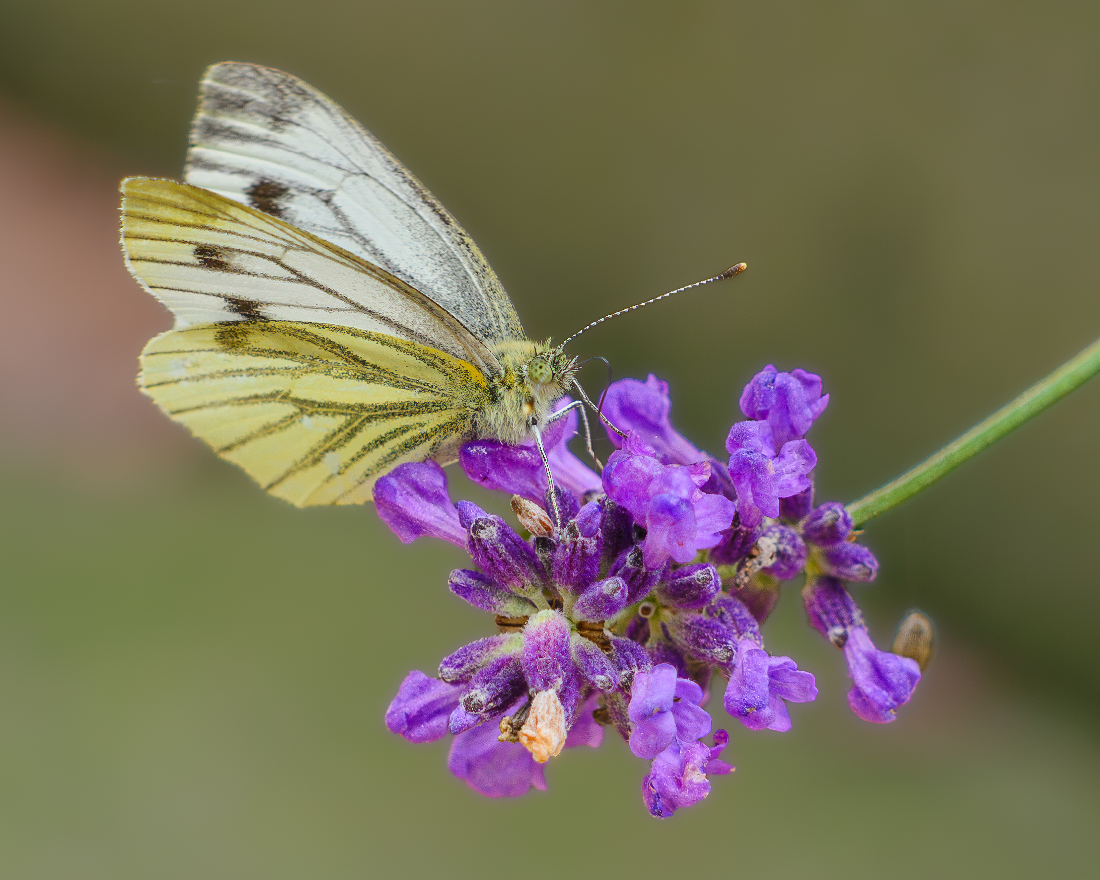 Soft breeze, white wings