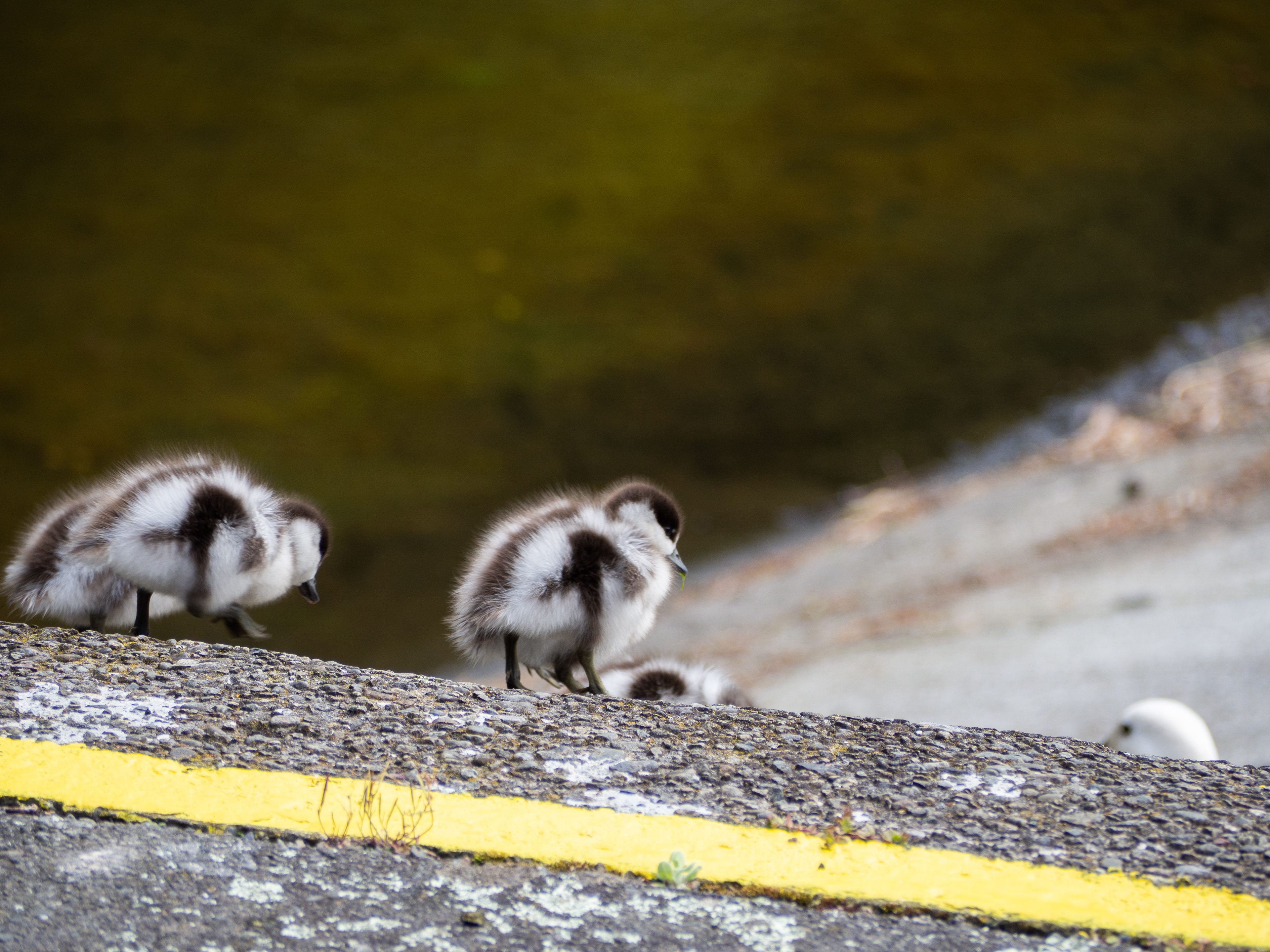 Zelandia Wildlife Sanctuary