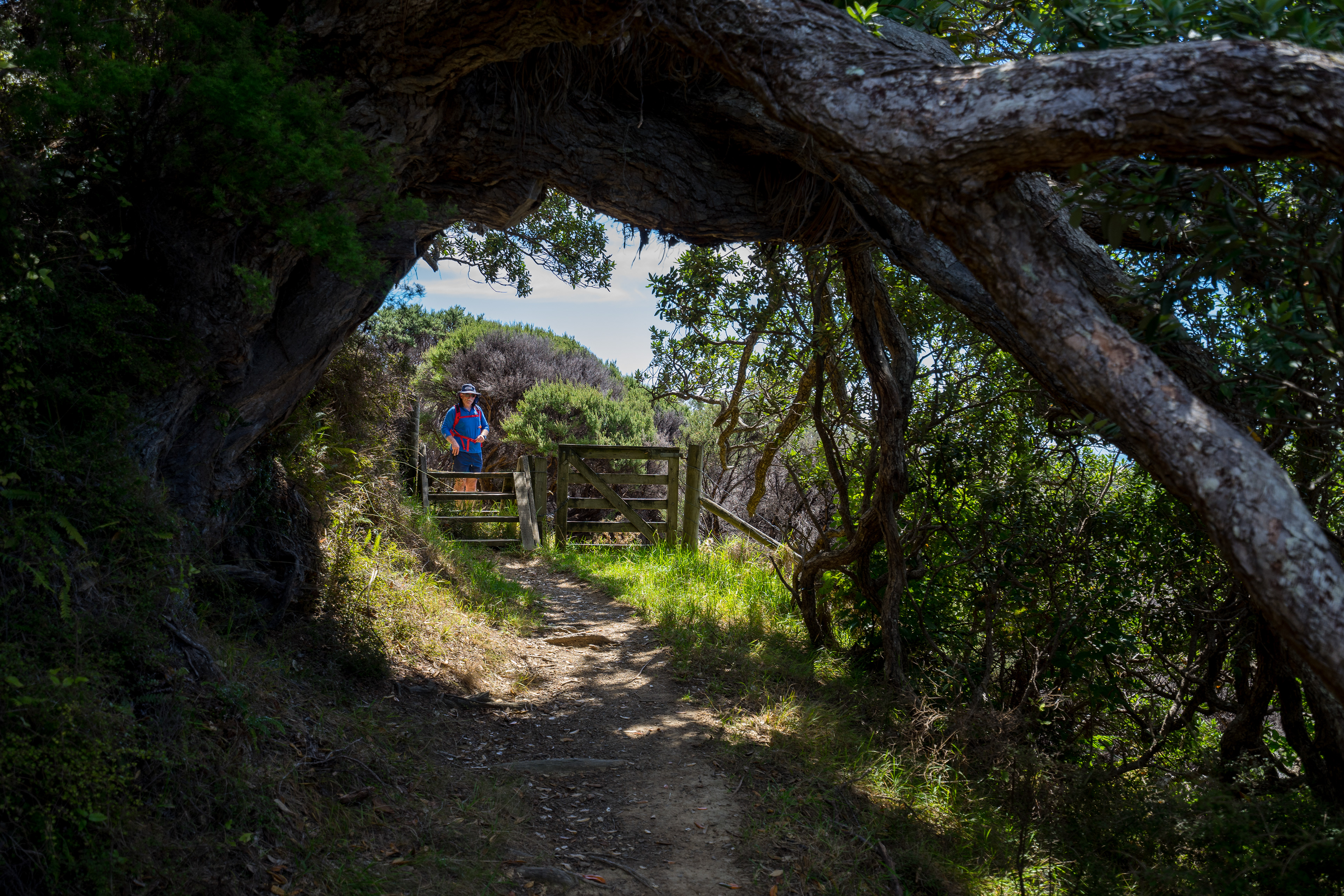Coromandel Walkway