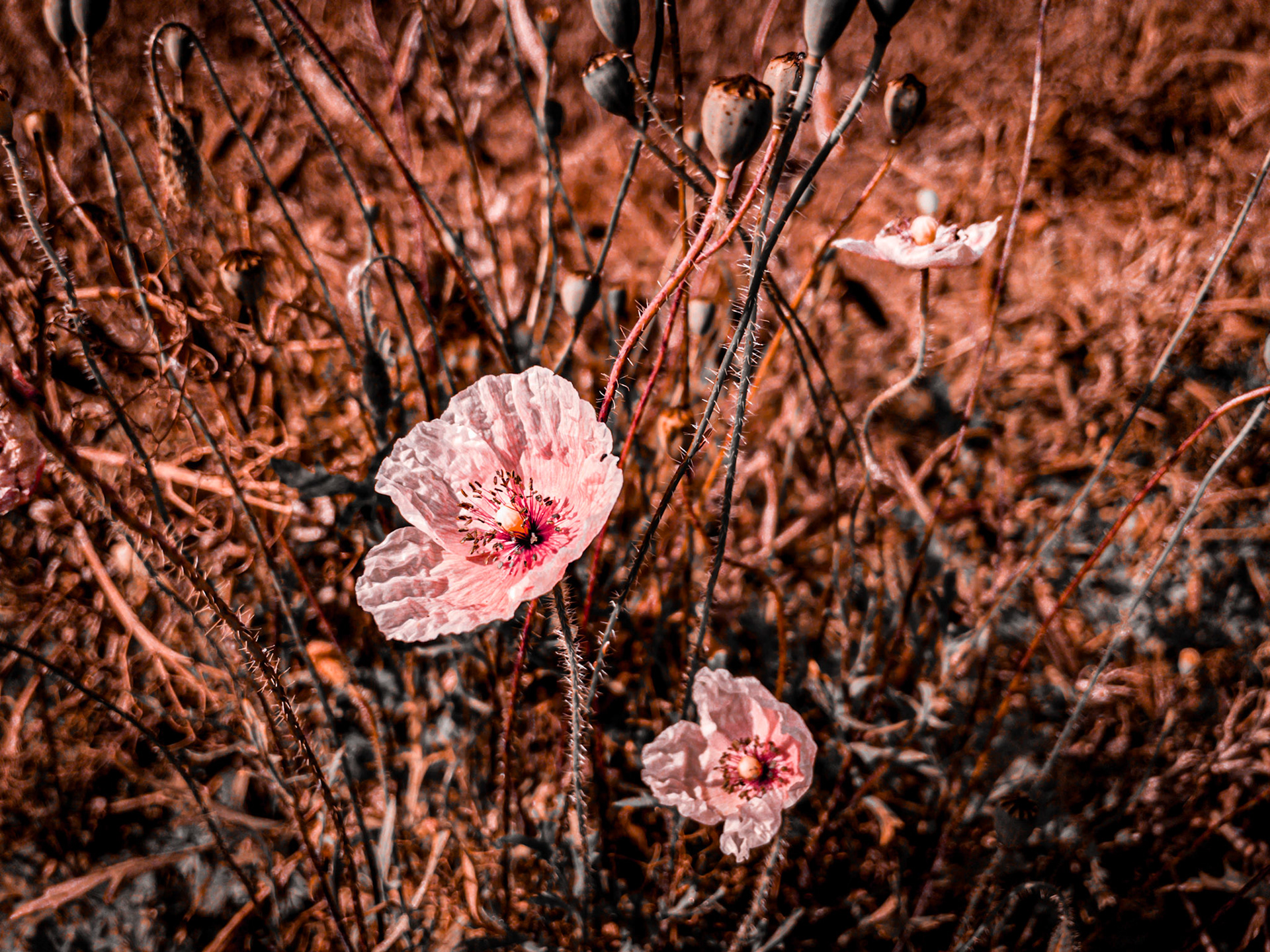 Poppies 2