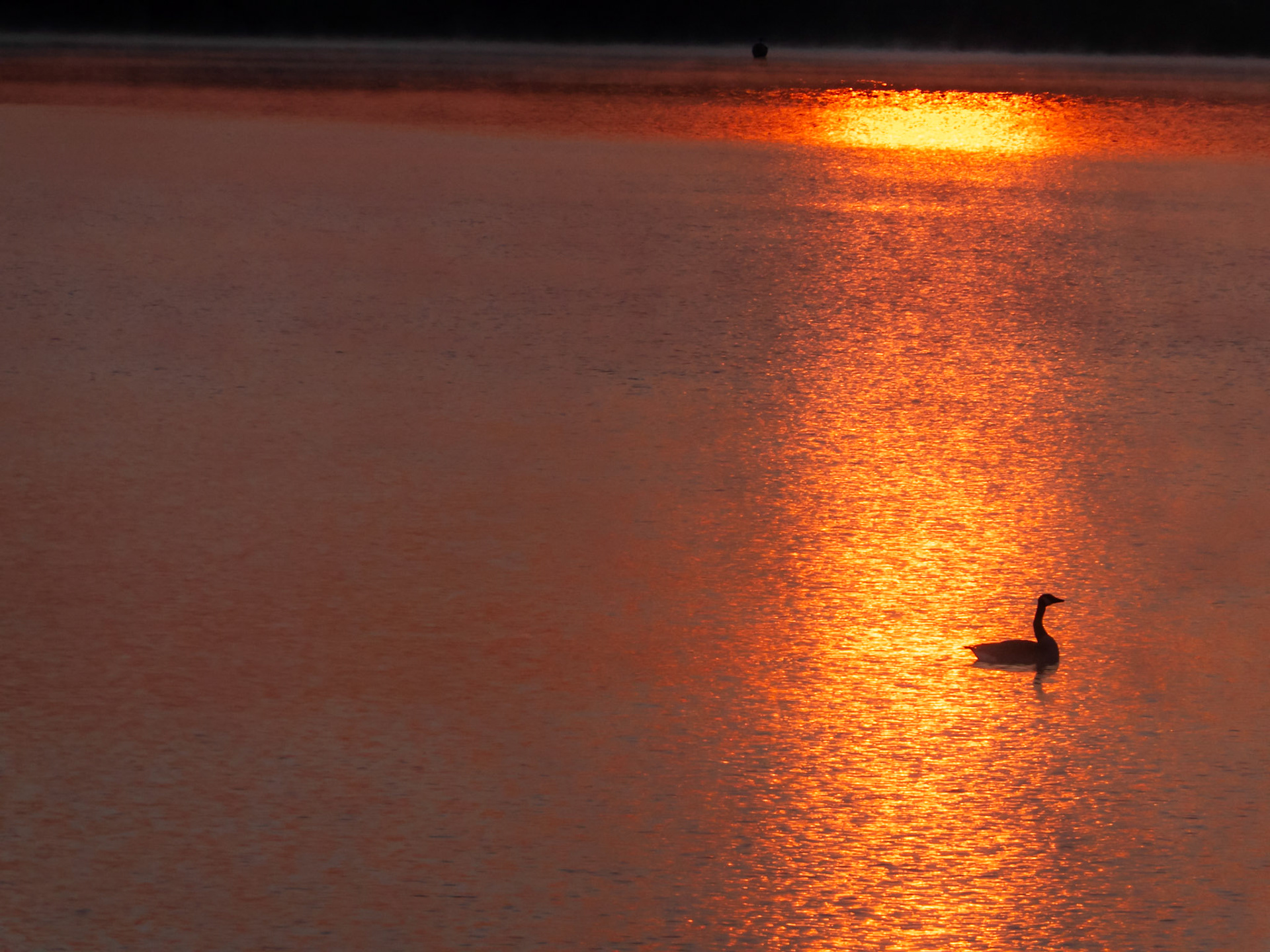 Goose