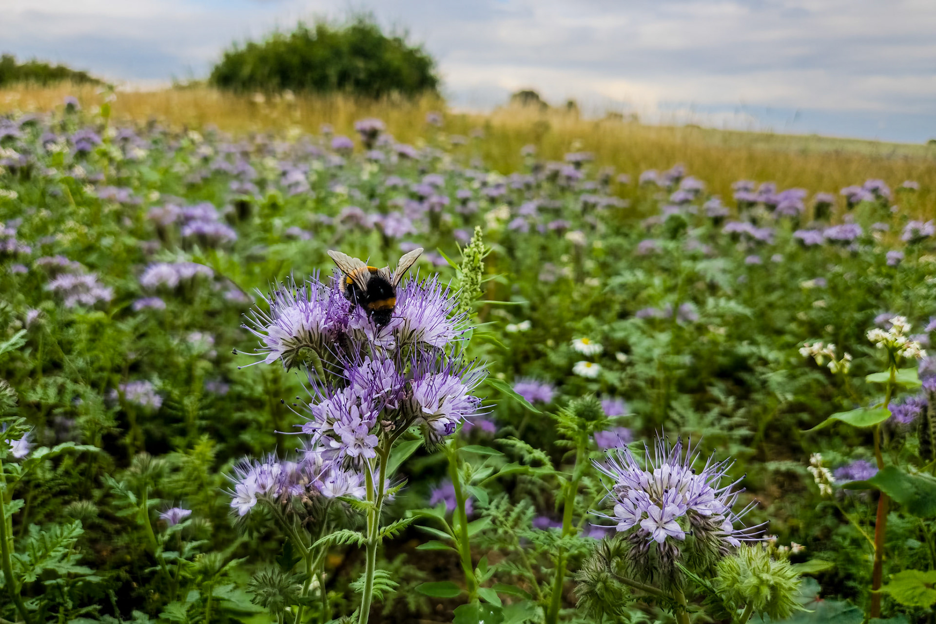 phacelia tanacetifolia